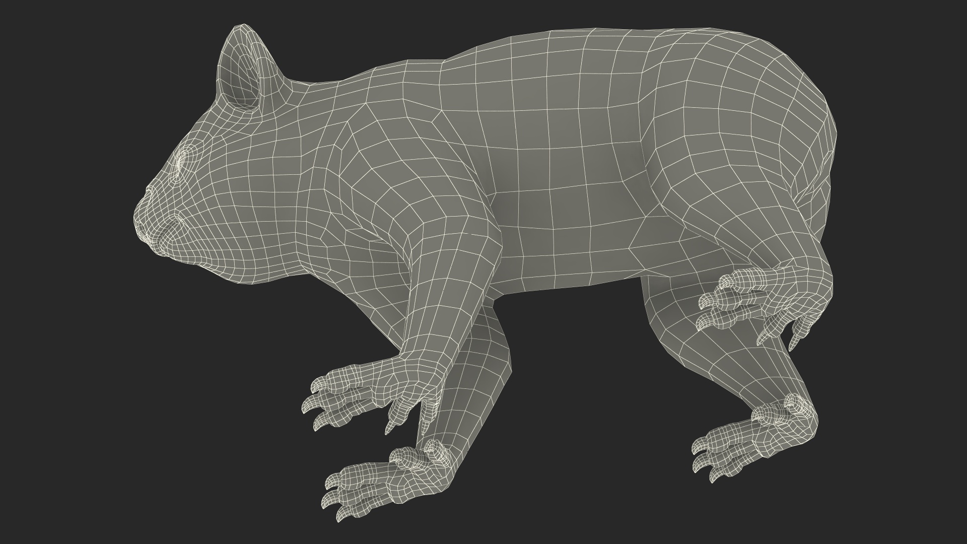 Australian Koala Rigged for Maya 3D