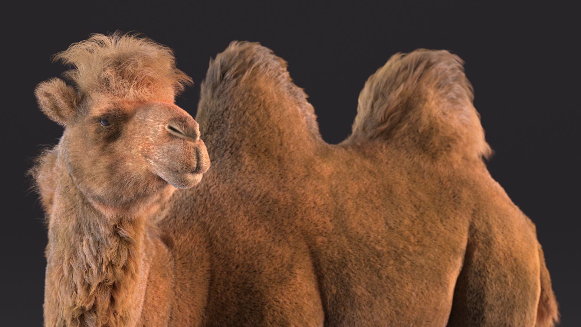 3D model Bactrian Camel Fur Rigged