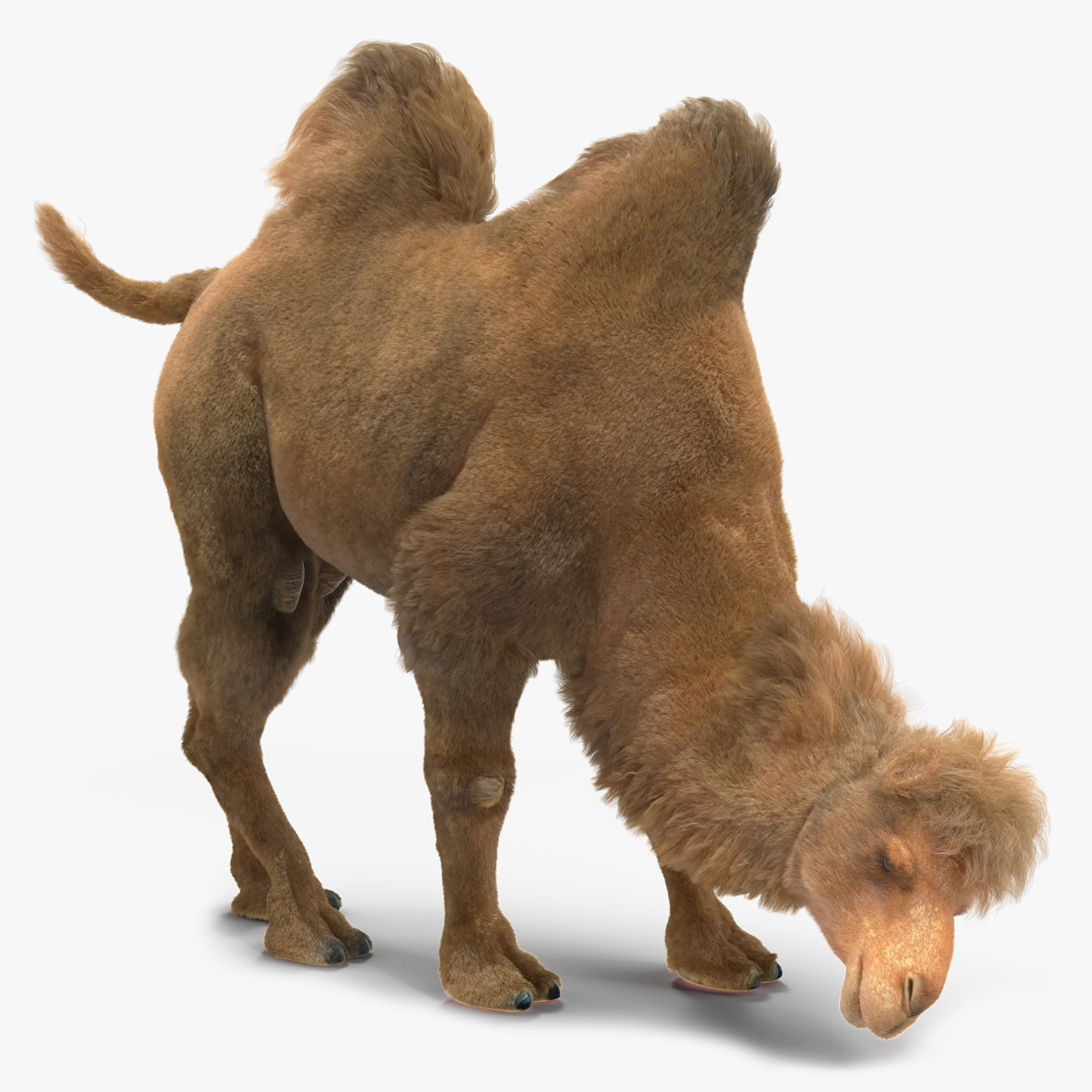 3D model Bactrian Camel Fur Rigged