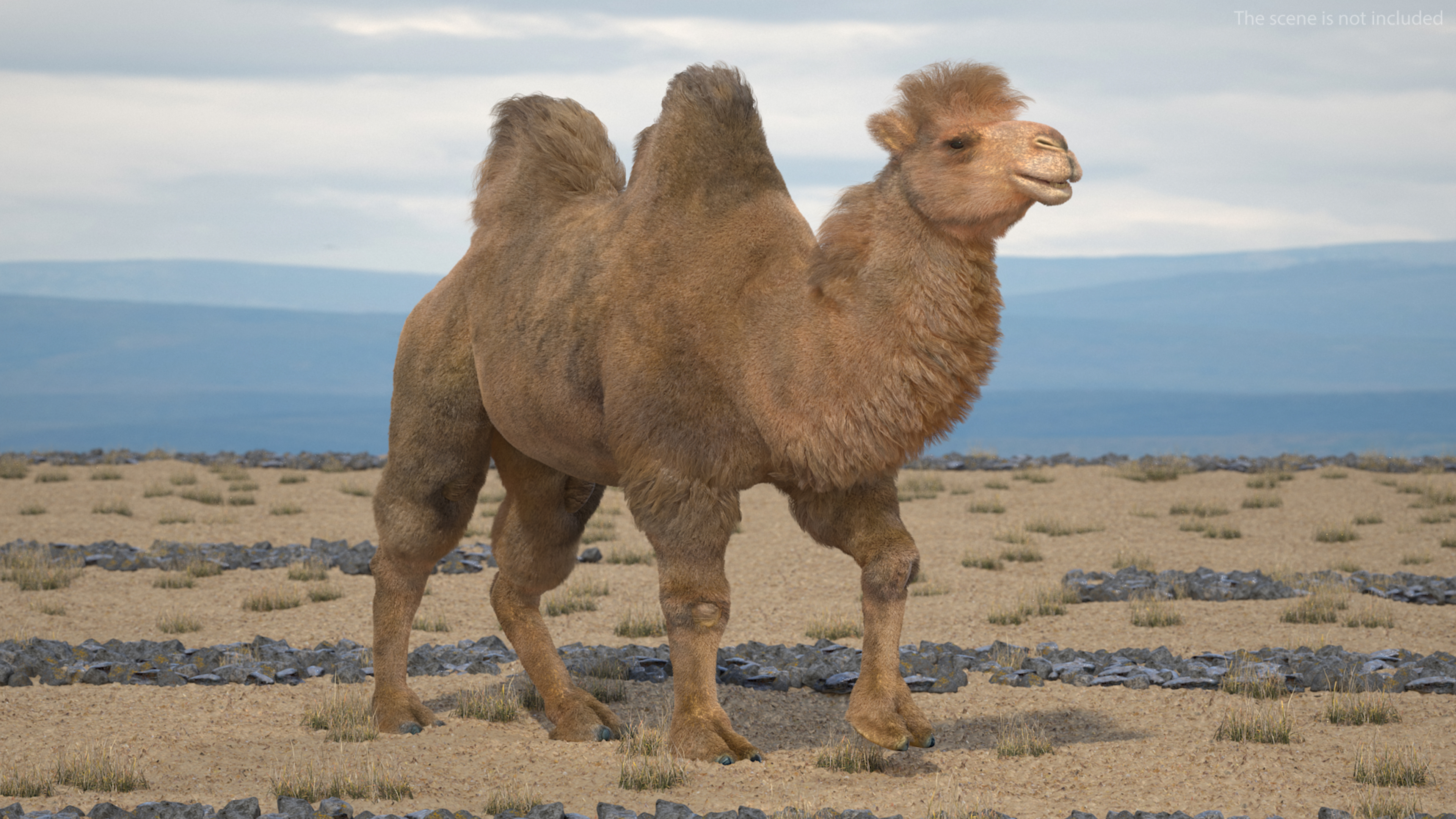 3D model Bactrian Camel Fur Rigged