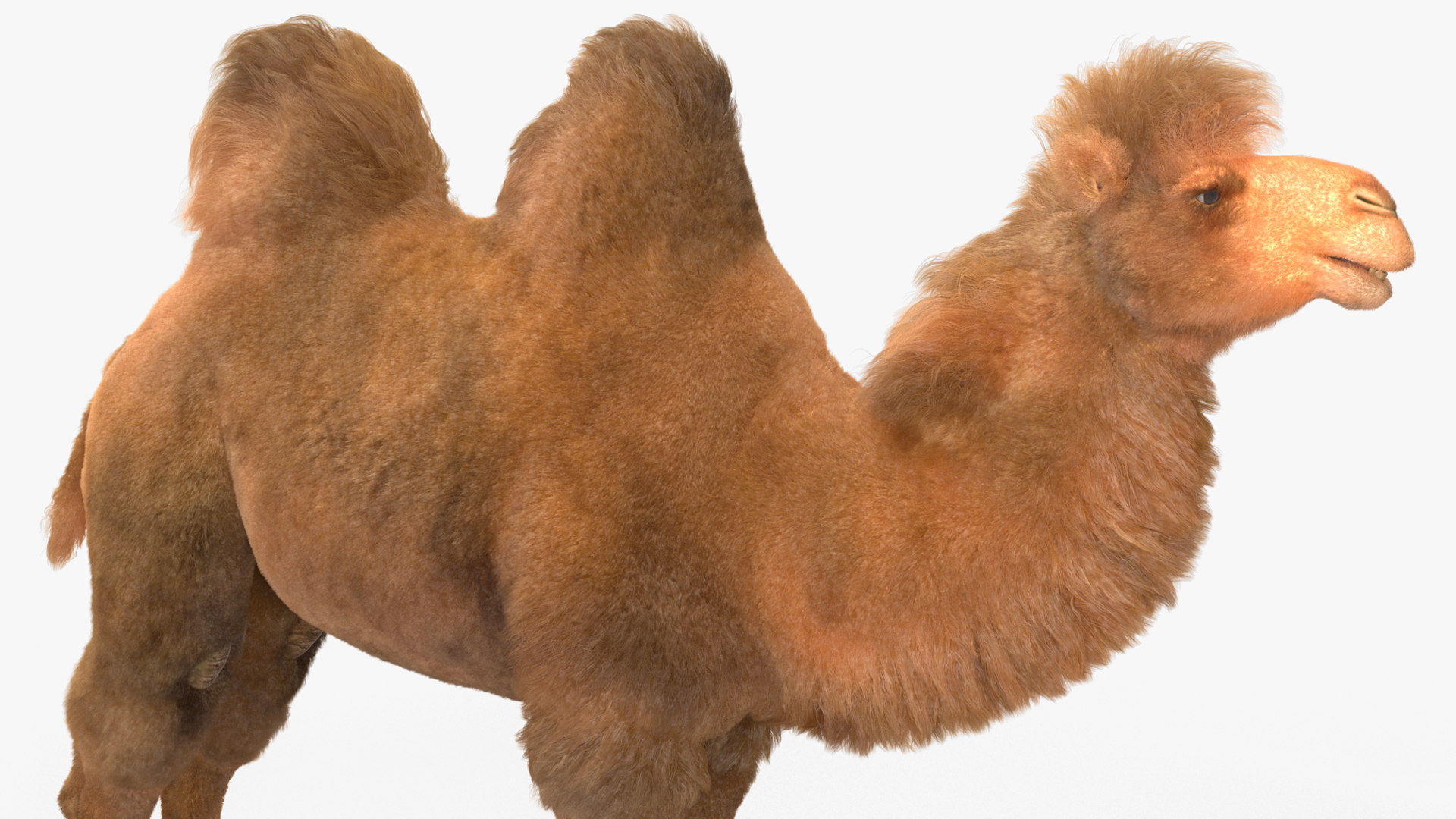 3D model Bactrian Camel Fur Rigged