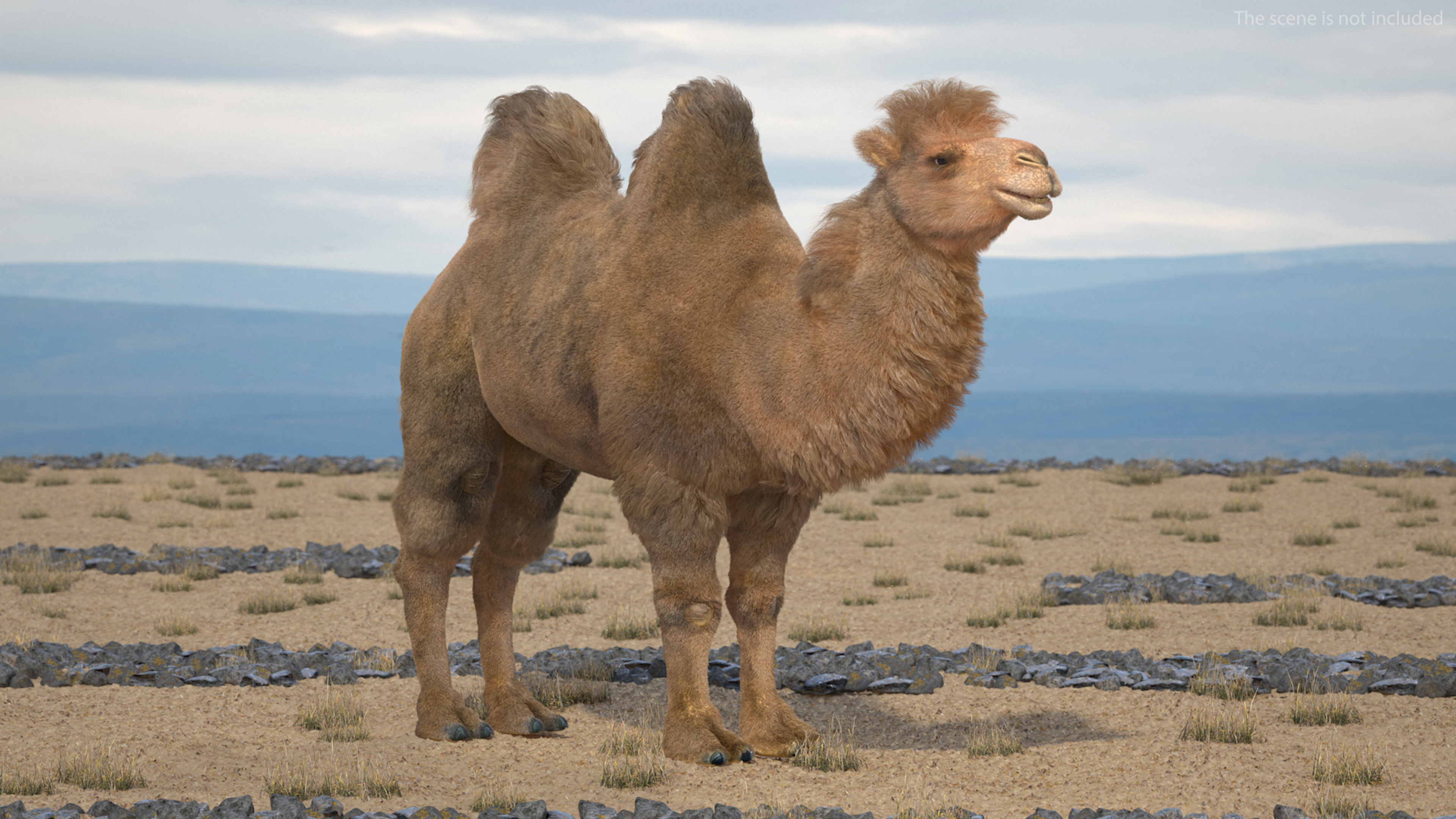 3D model Bactrian Camel Fur Rigged