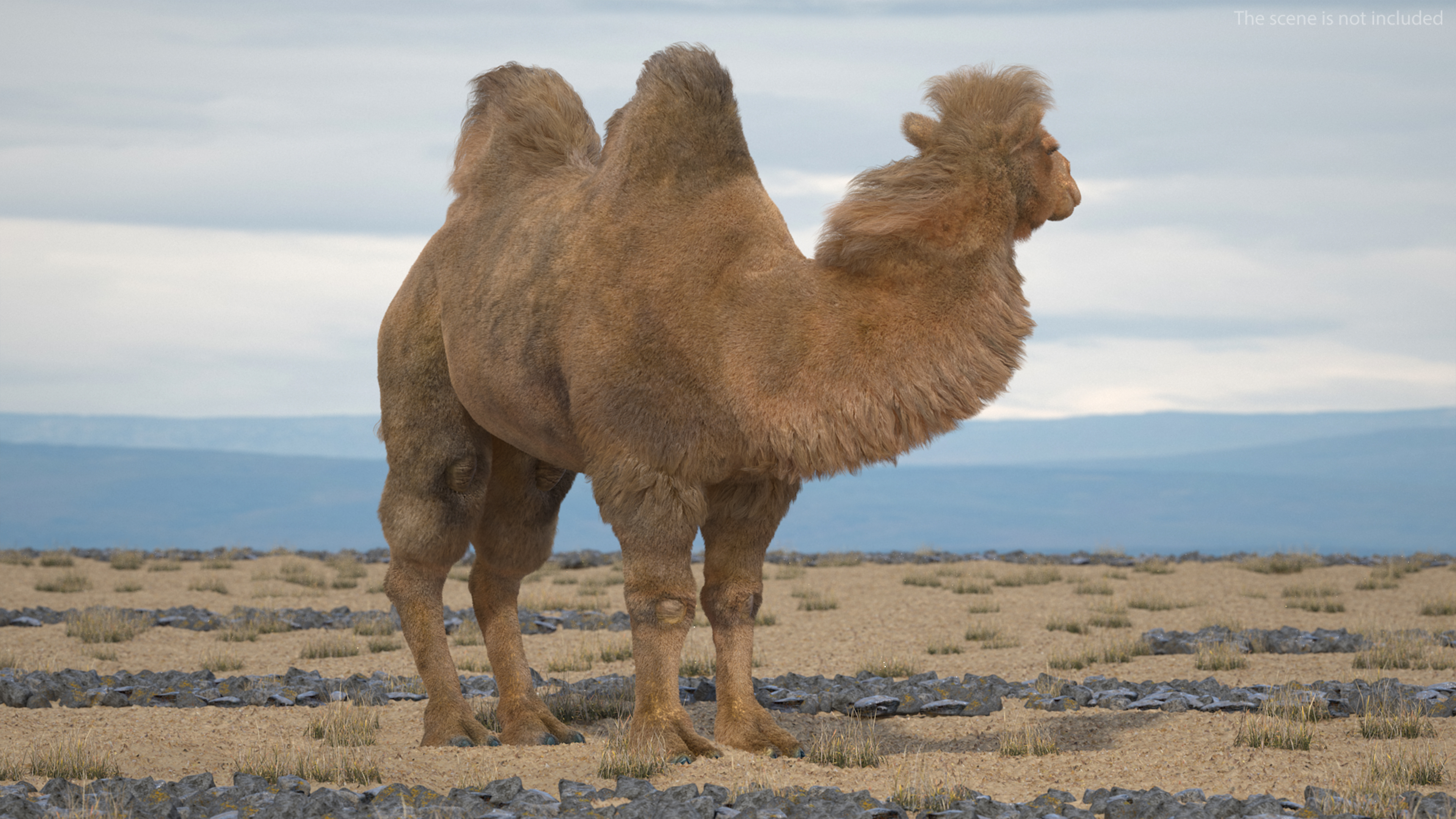 3D model Bactrian Camel Fur Rigged