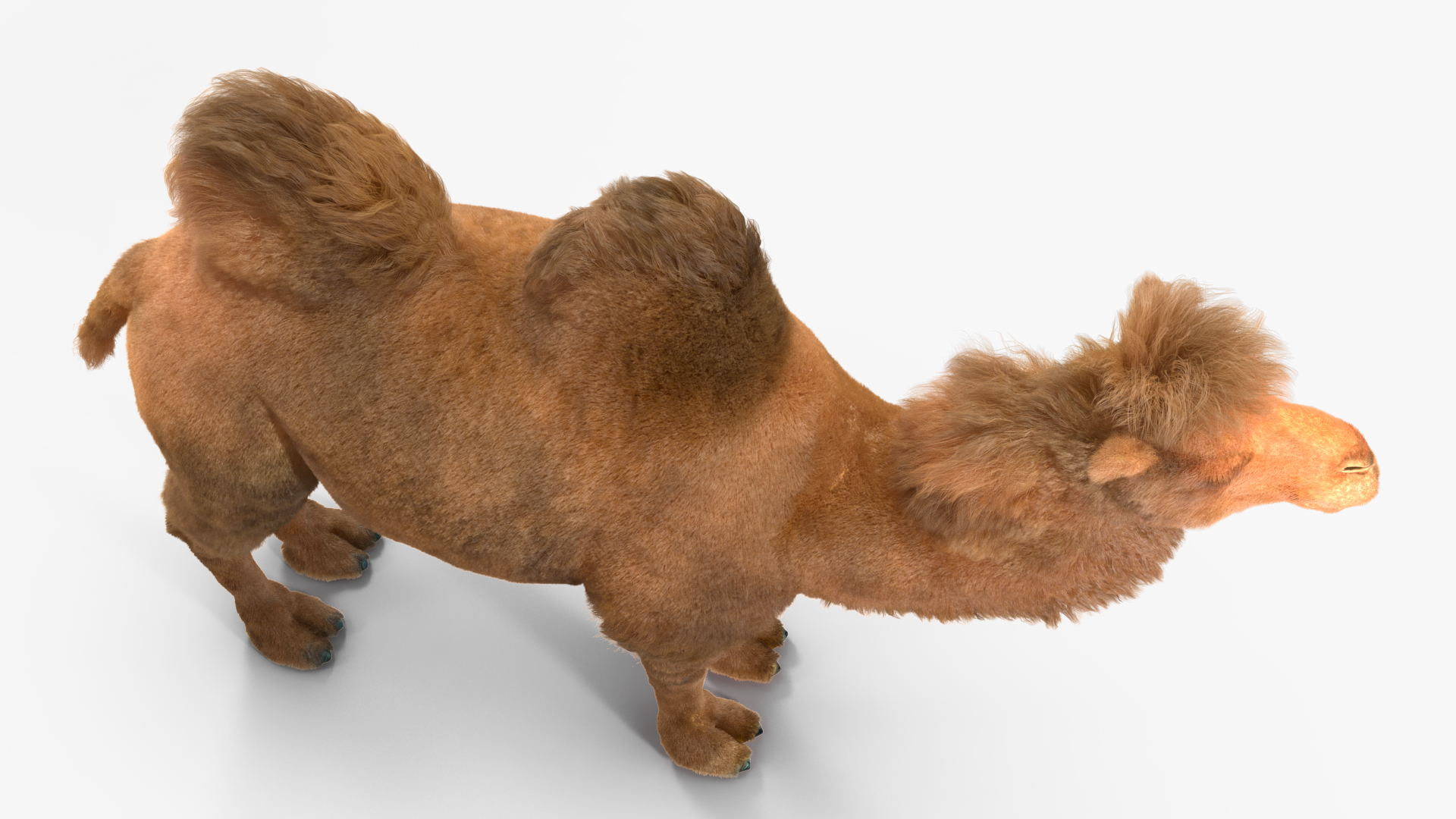 3D model Bactrian Camel Fur Rigged