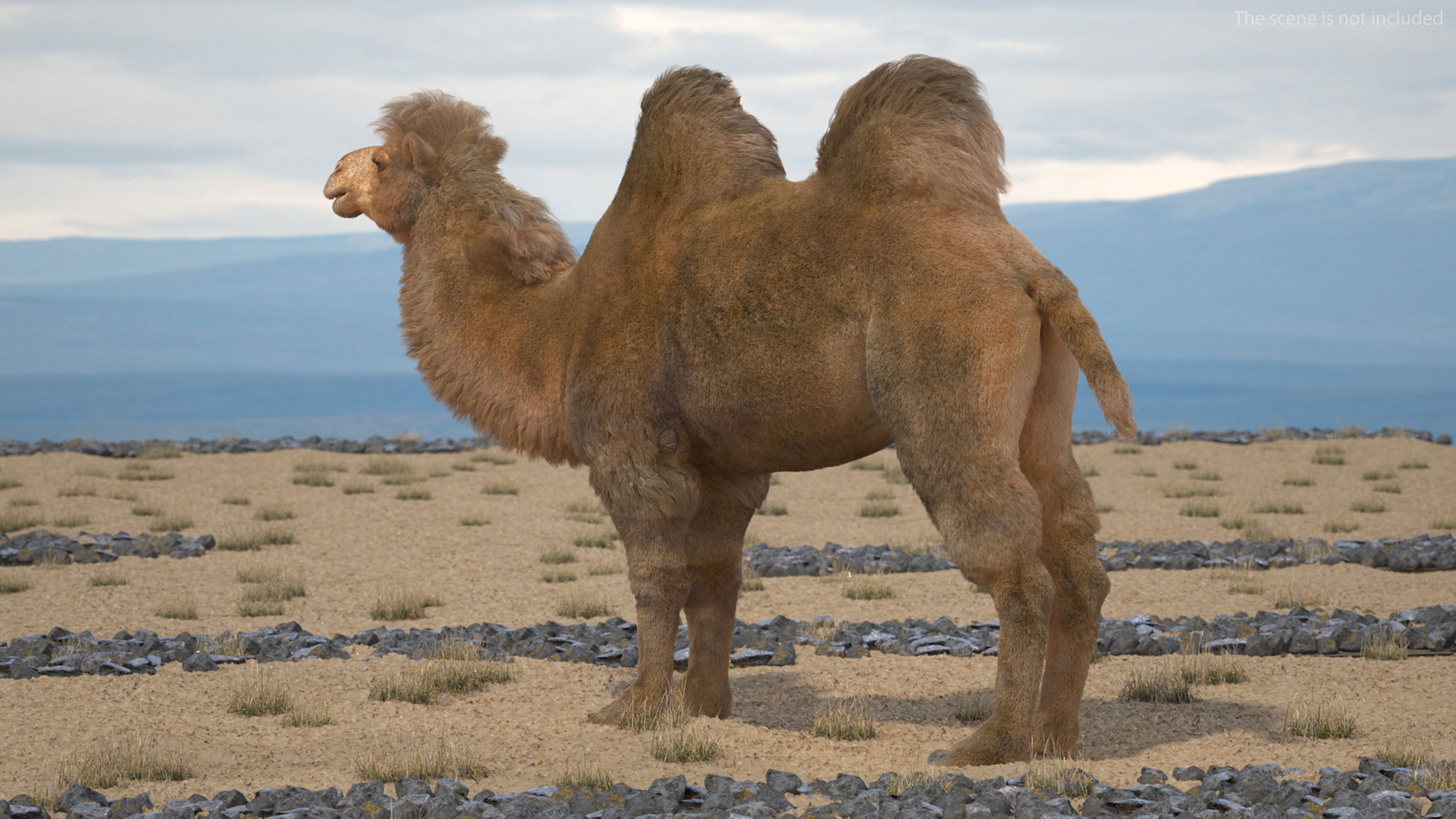 3D model Bactrian Camel Fur Rigged
