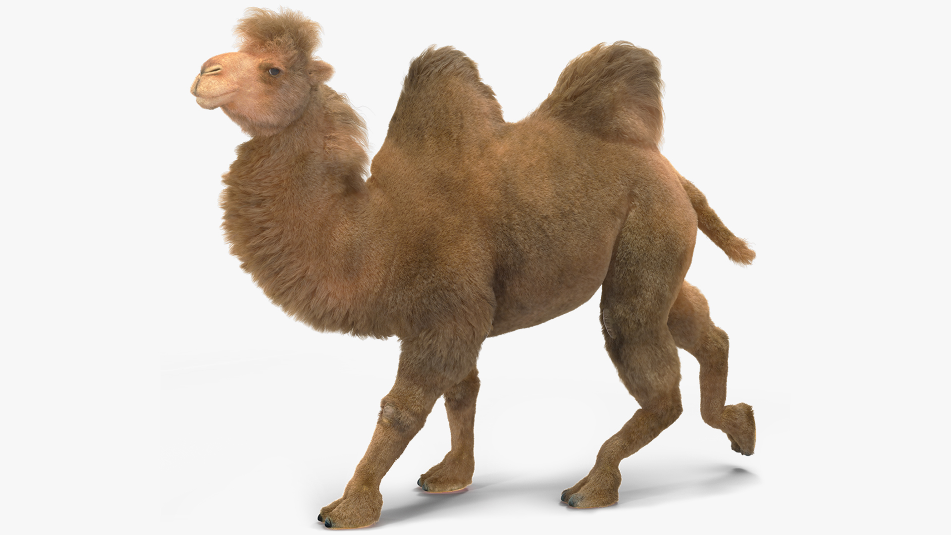 3D model Bactrian Camel Fur Rigged