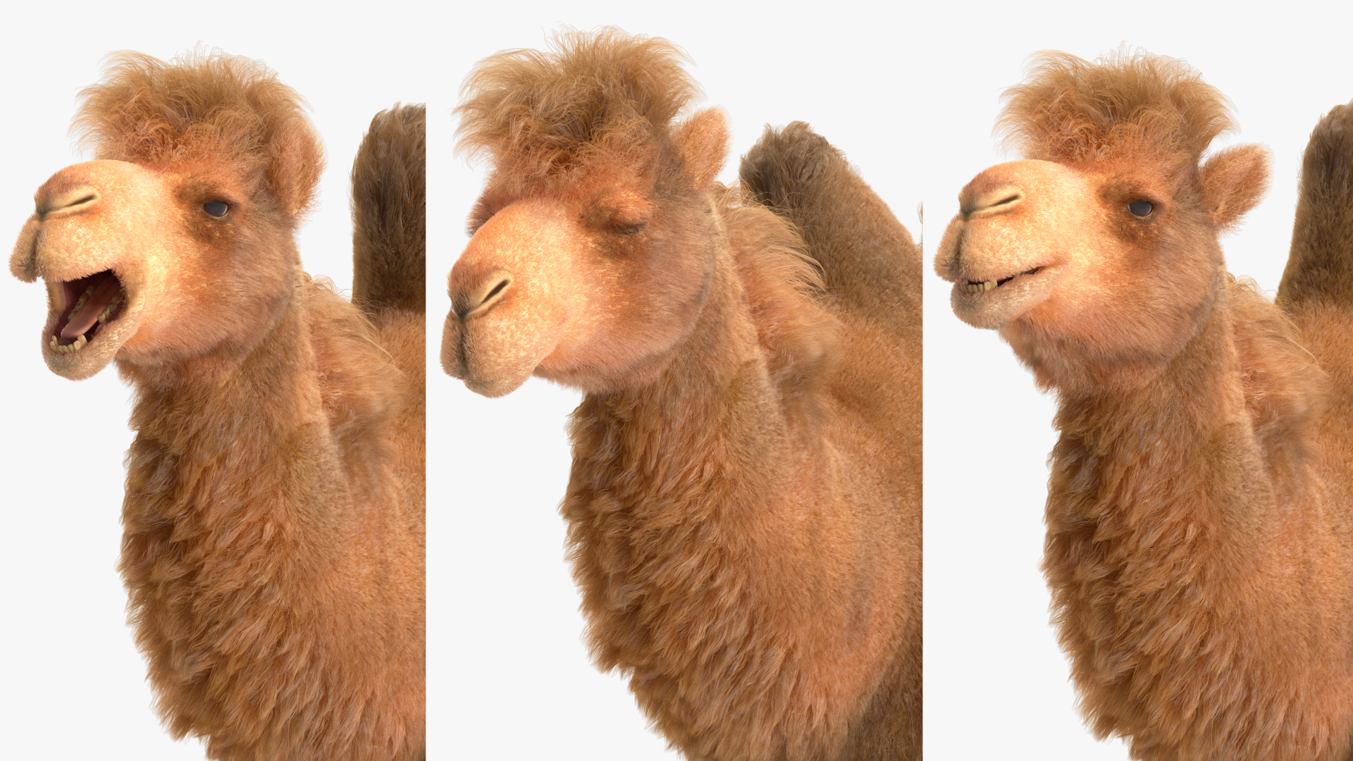 3D model Bactrian Camel Fur Rigged