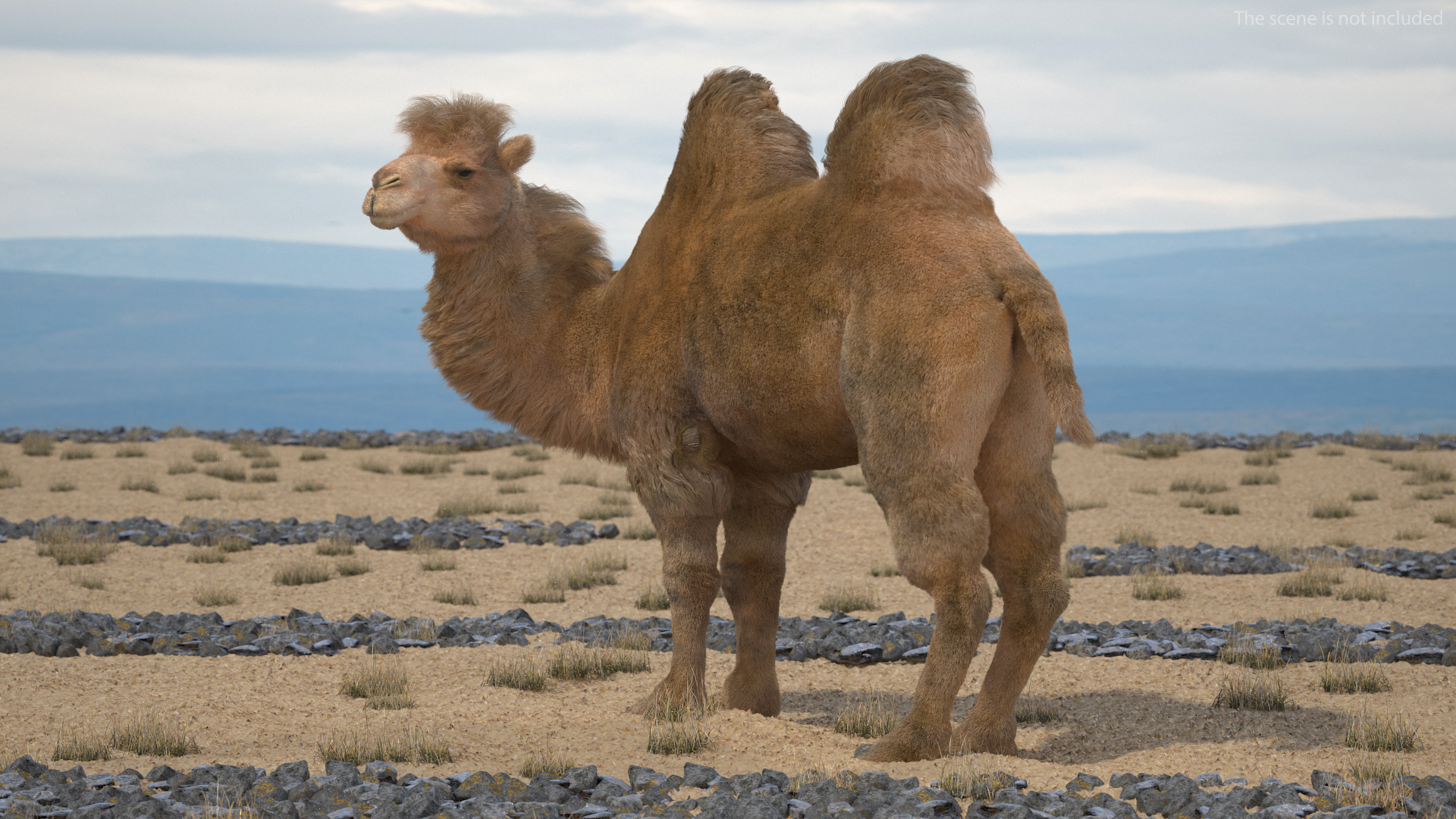 3D model Bactrian Camel Fur Rigged
