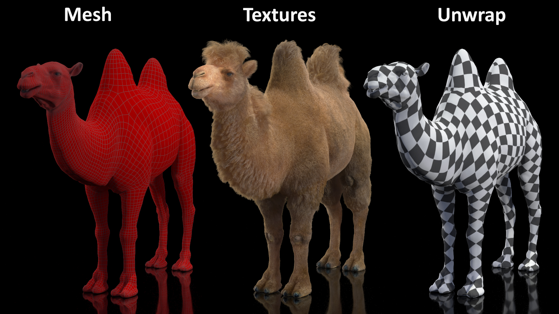 3D model Bactrian Camel Fur Rigged