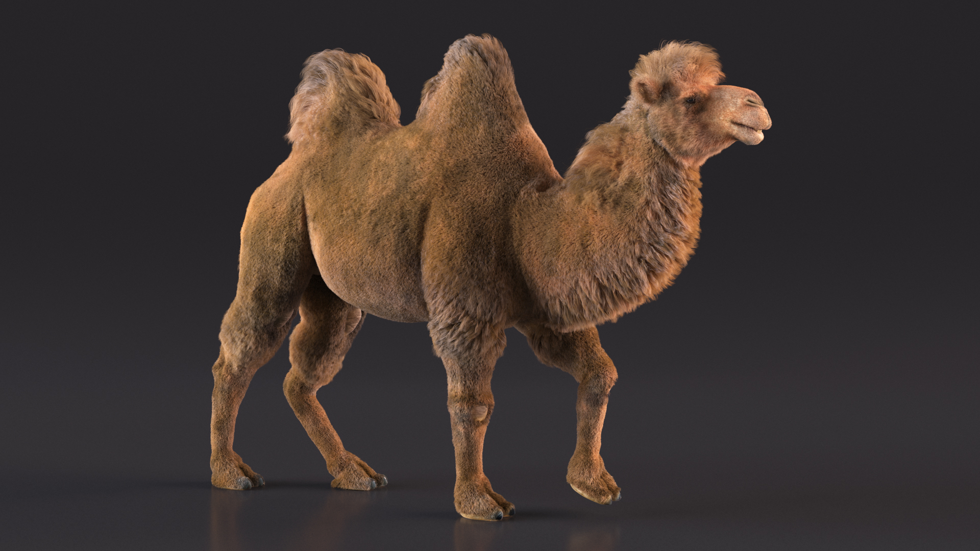 3D model Bactrian Camel Fur Rigged