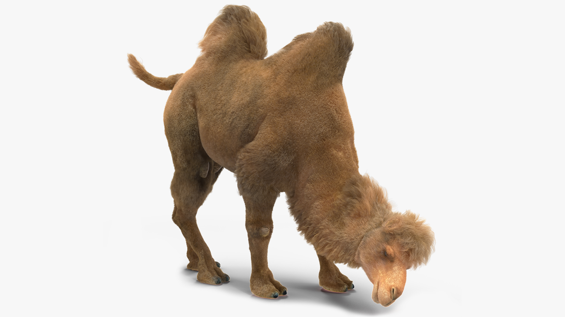 3D model Bactrian Camel Fur Rigged
