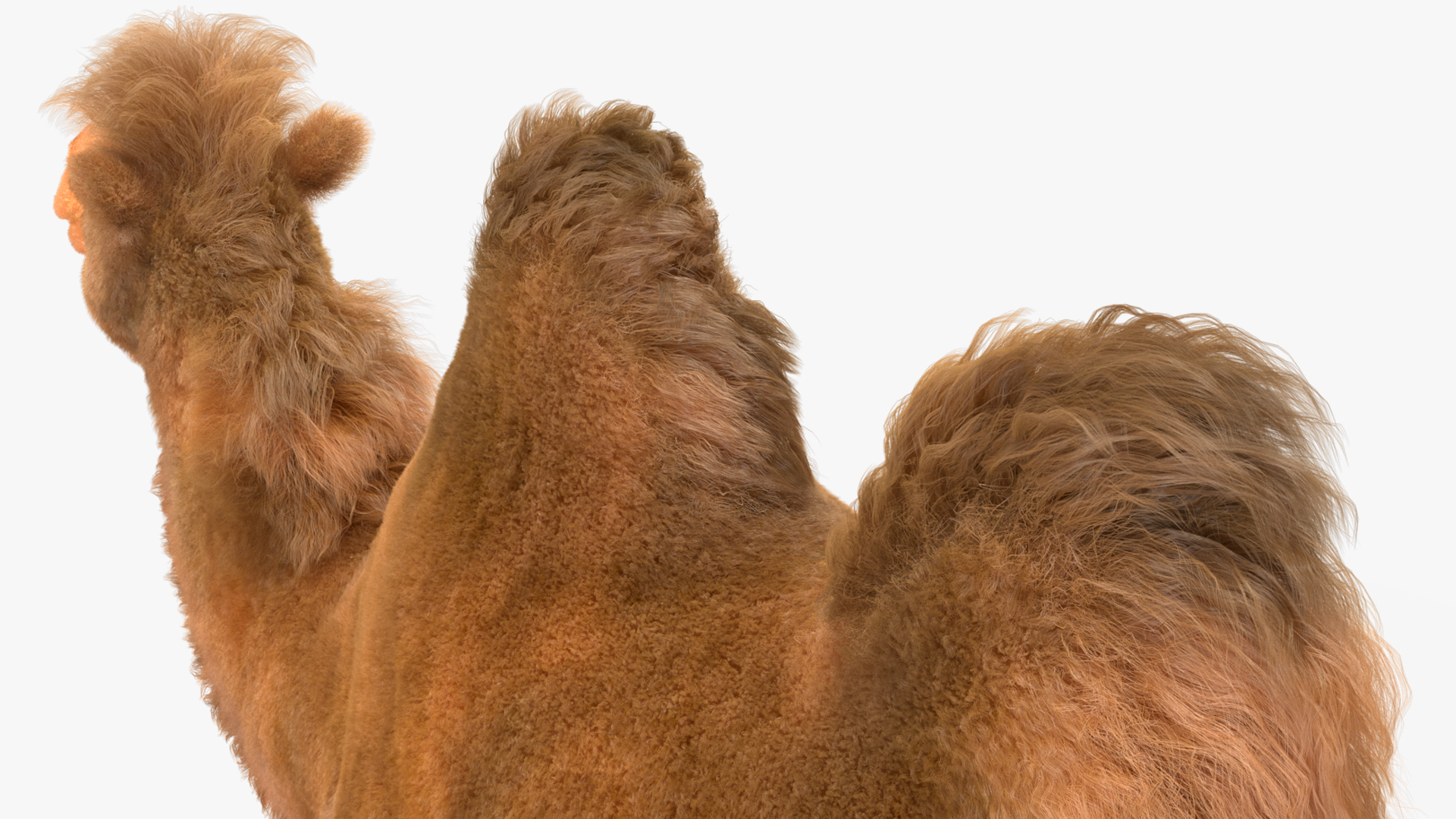 3D model Bactrian Camel Fur Rigged