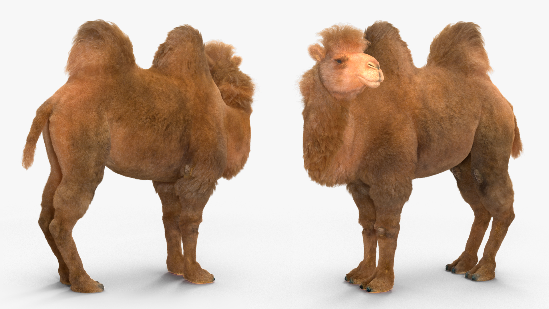 3D model Bactrian Camel Fur Rigged