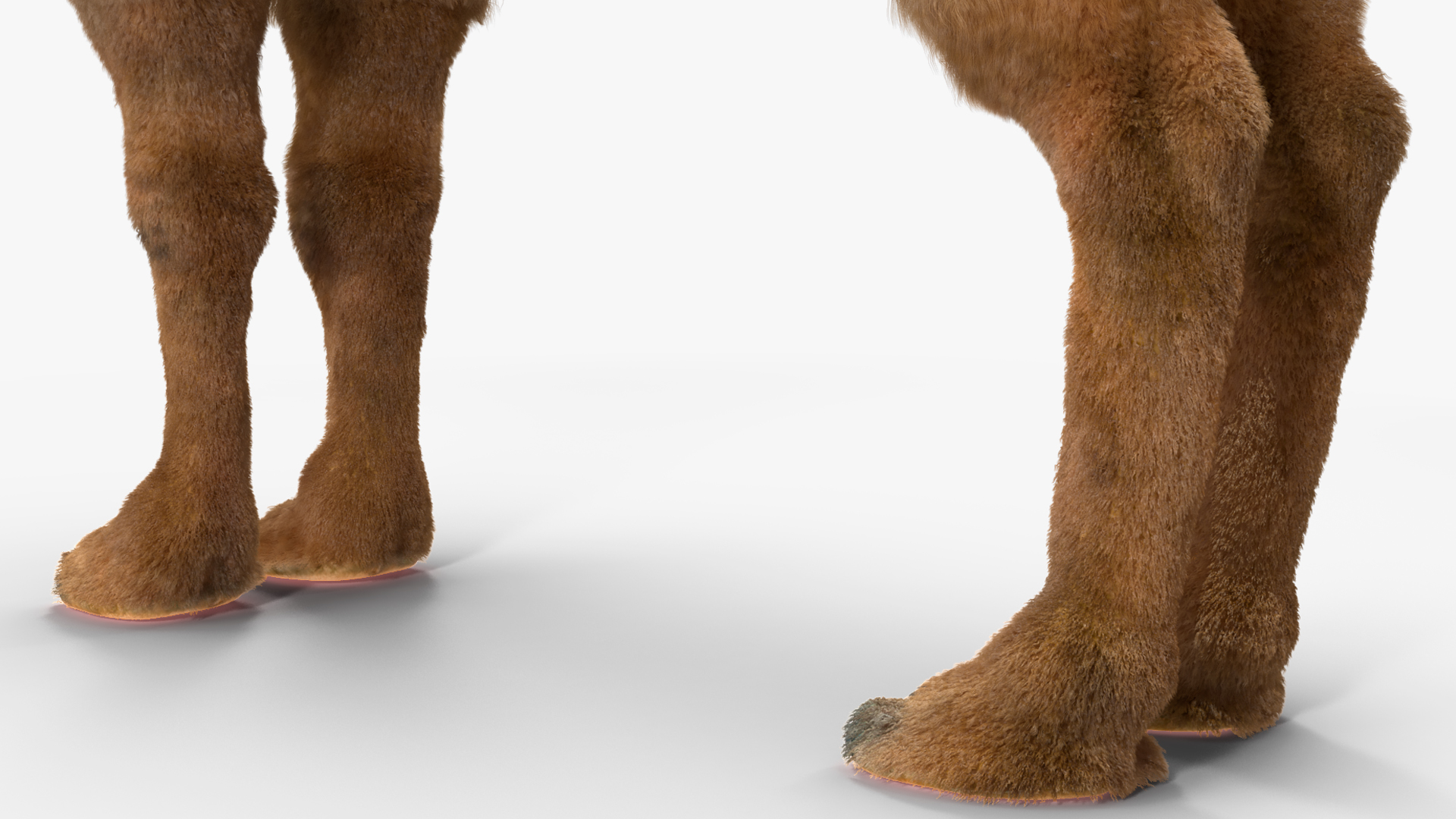 3D model Bactrian Camel Fur Rigged