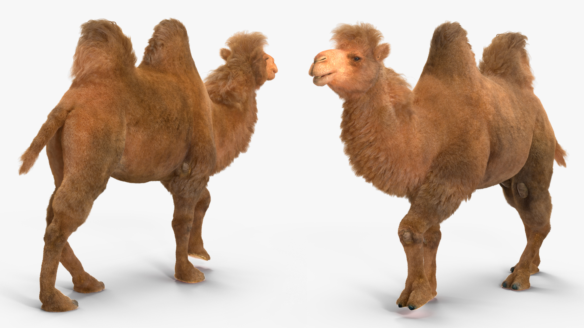 3D model Bactrian Camel Fur Rigged