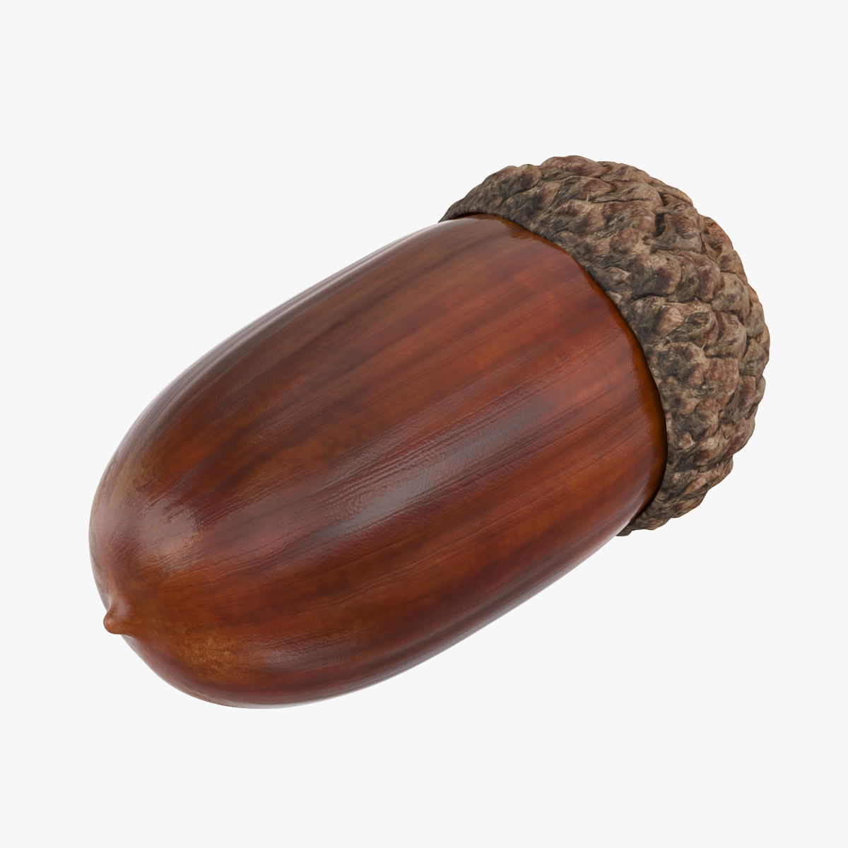 Single Acorn