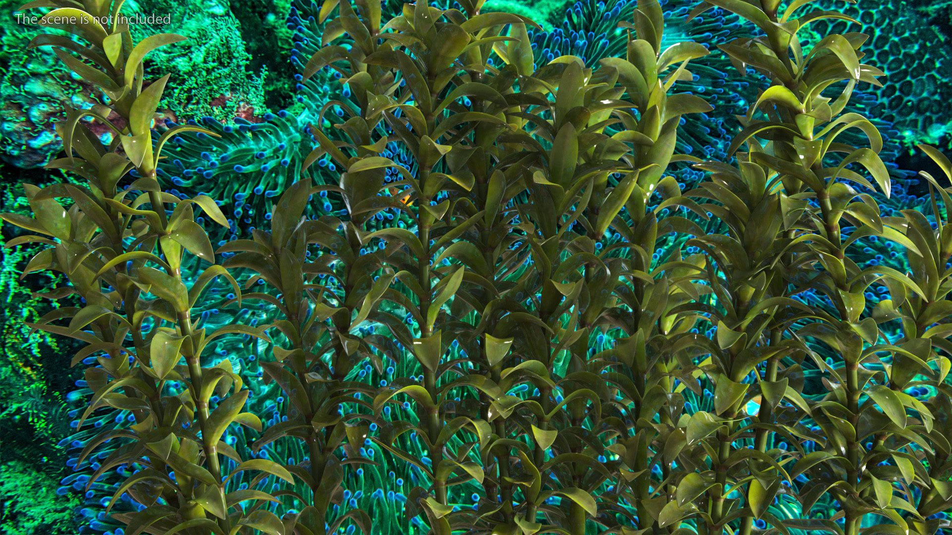3D Plant for Fish Tank Oxygenation Elodea model