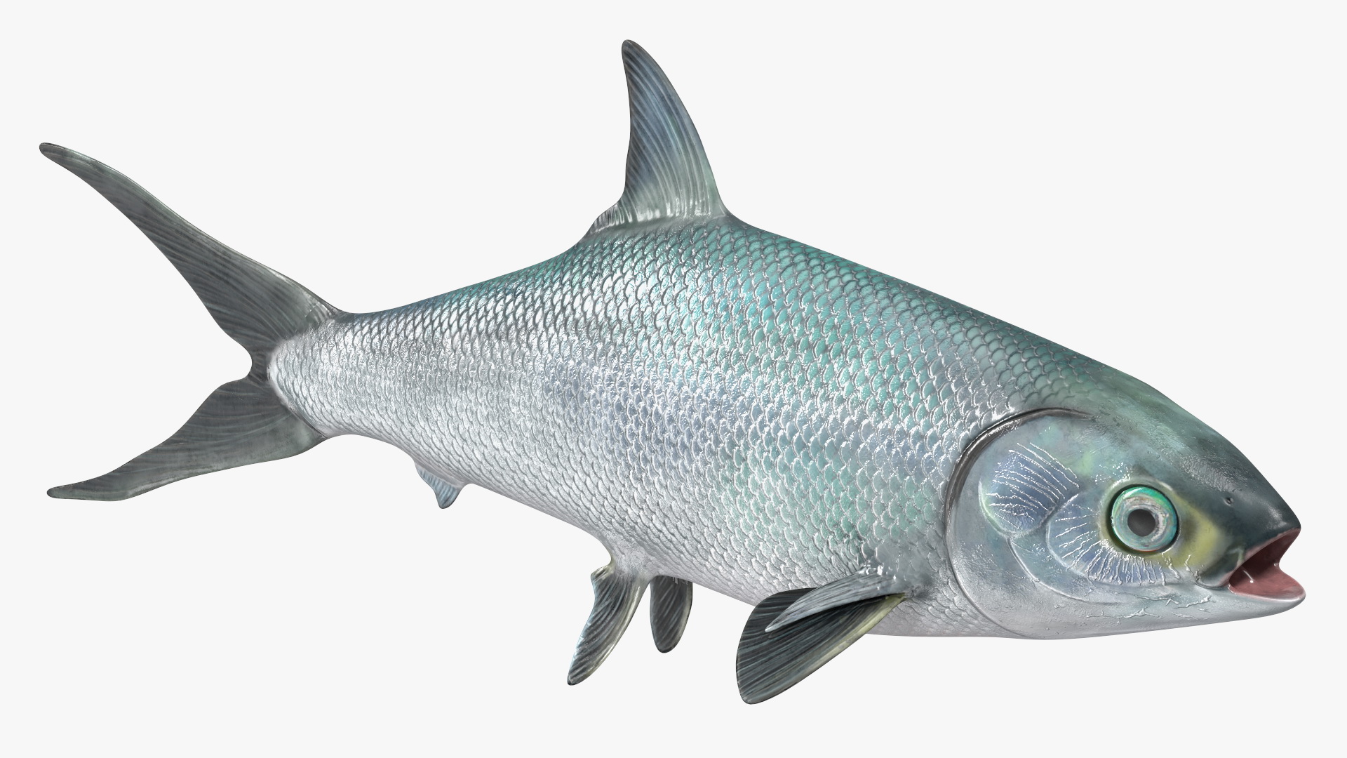 3D model Milkfish
