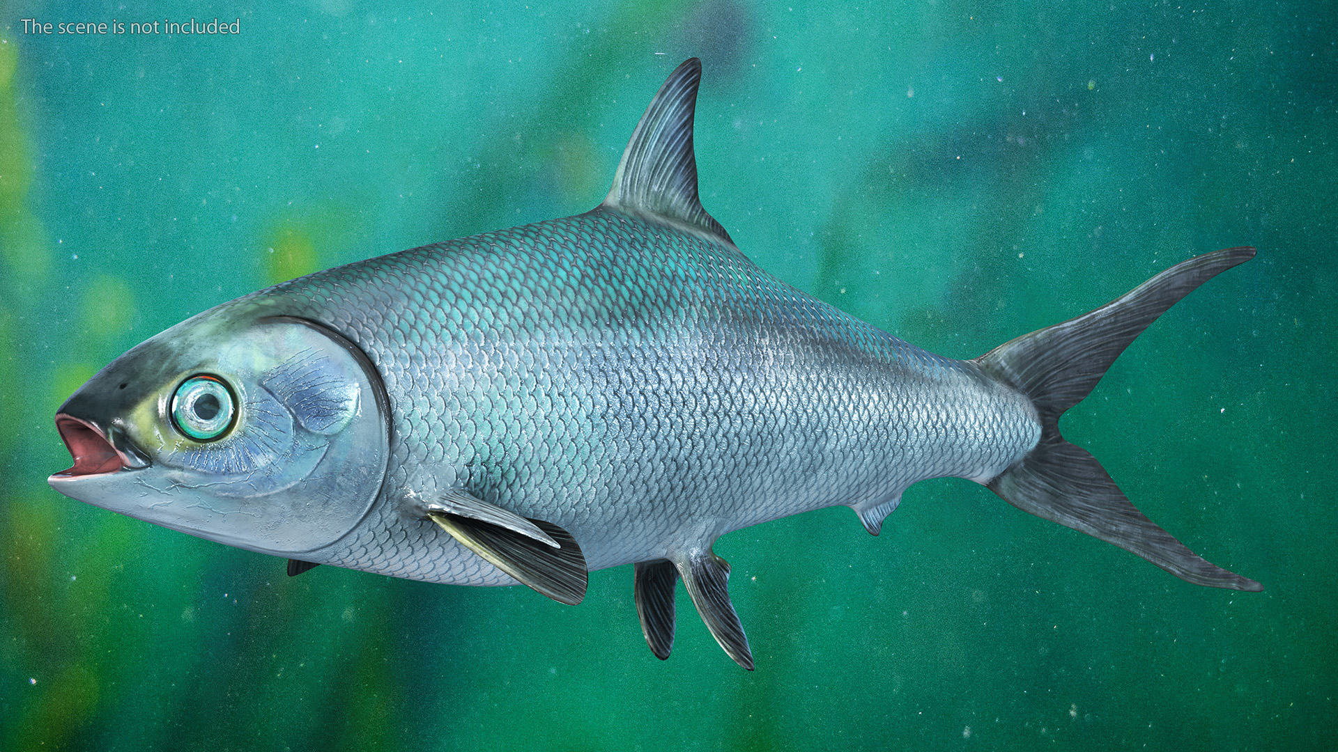 3D model Milkfish