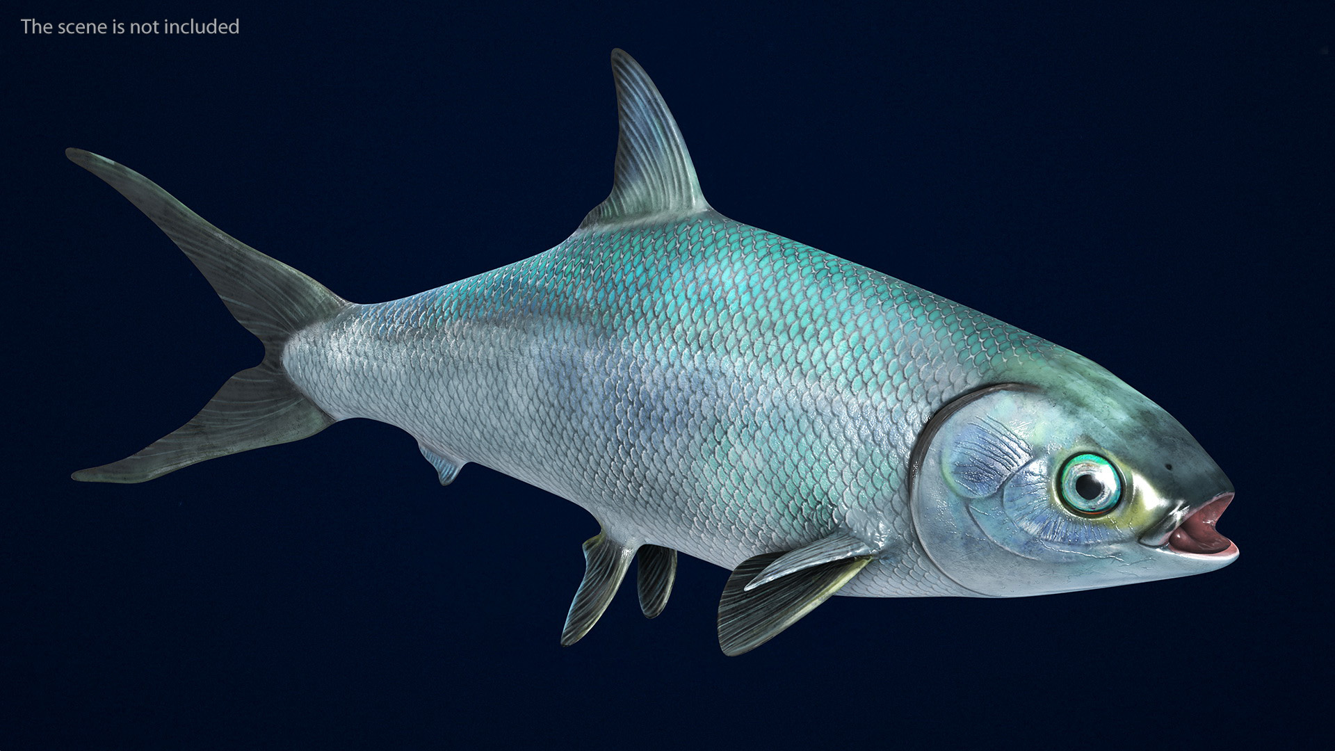3D model Milkfish
