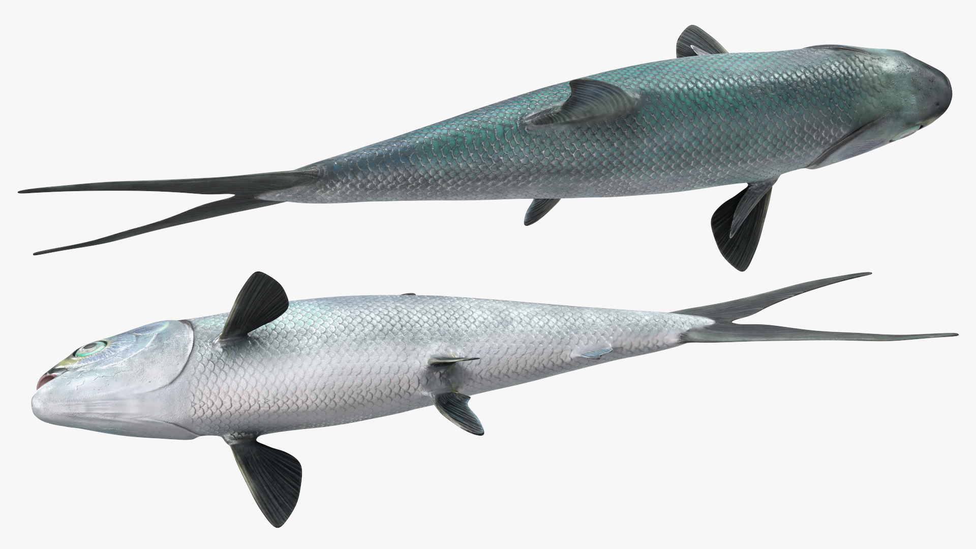 3D model Milkfish