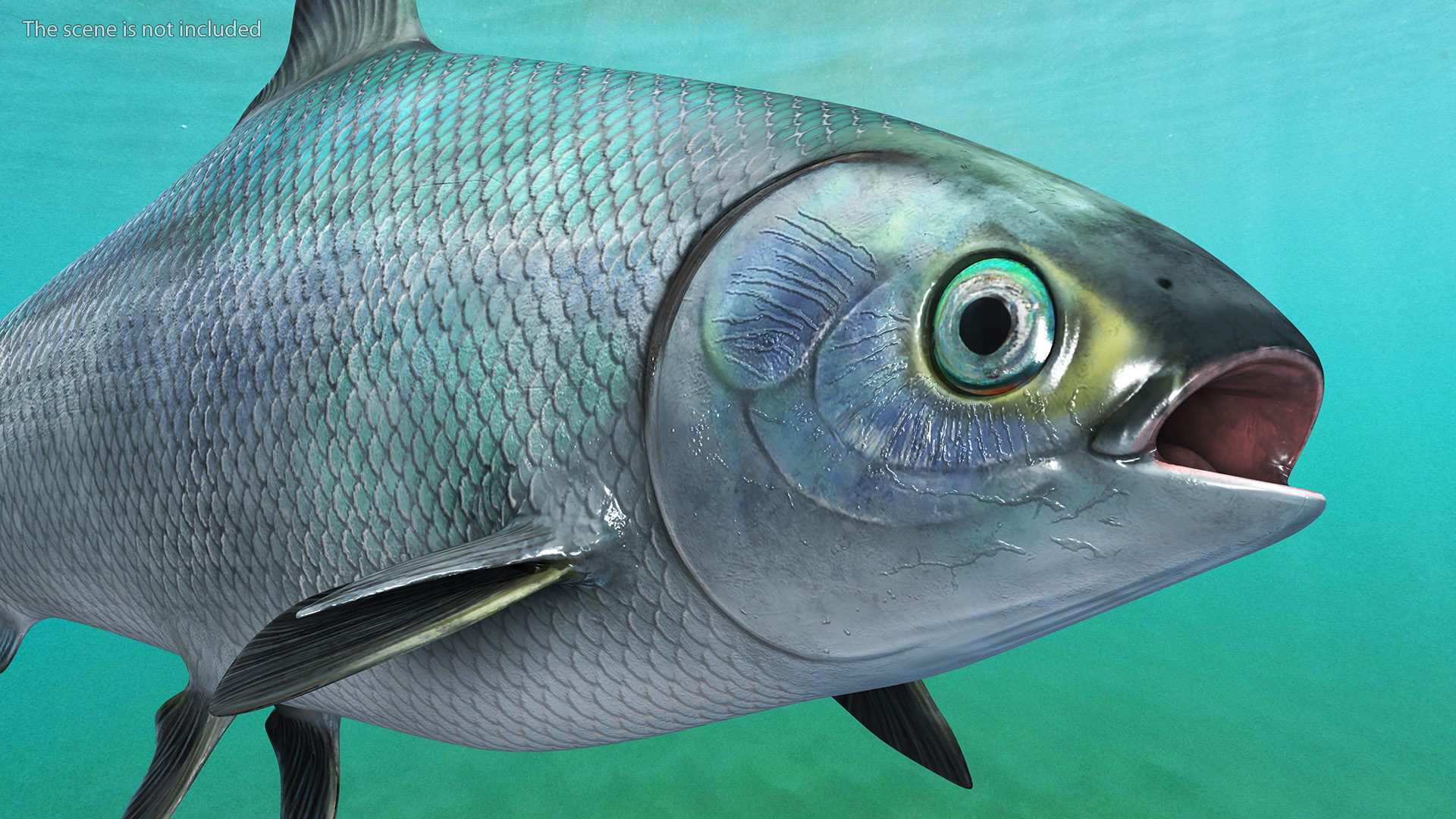 3D model Milkfish