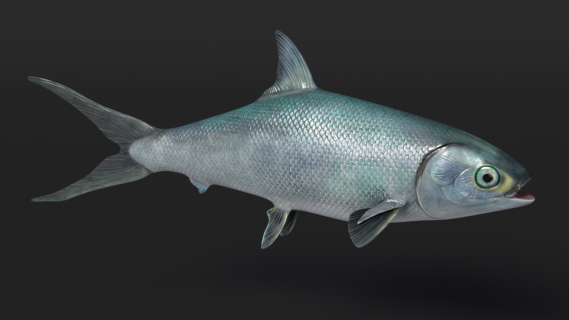 3D model Milkfish