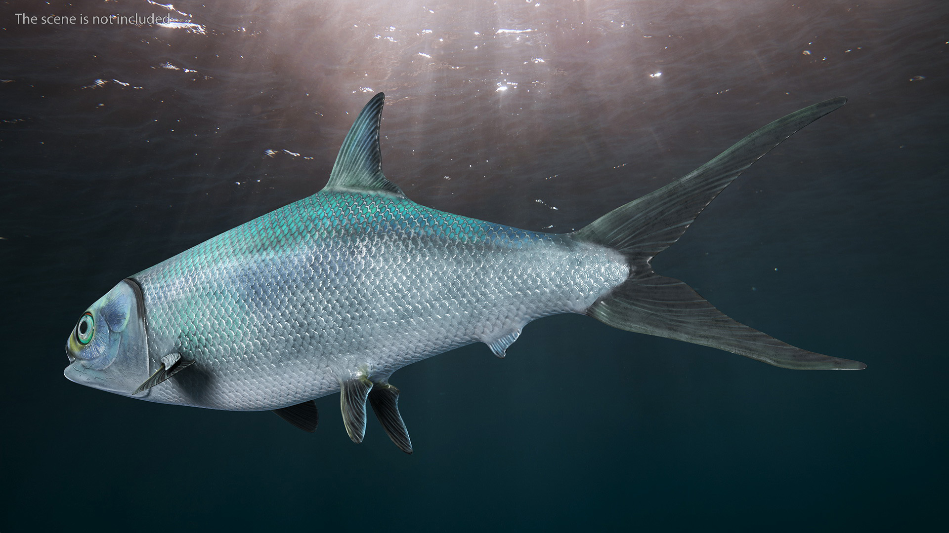 3D model Milkfish