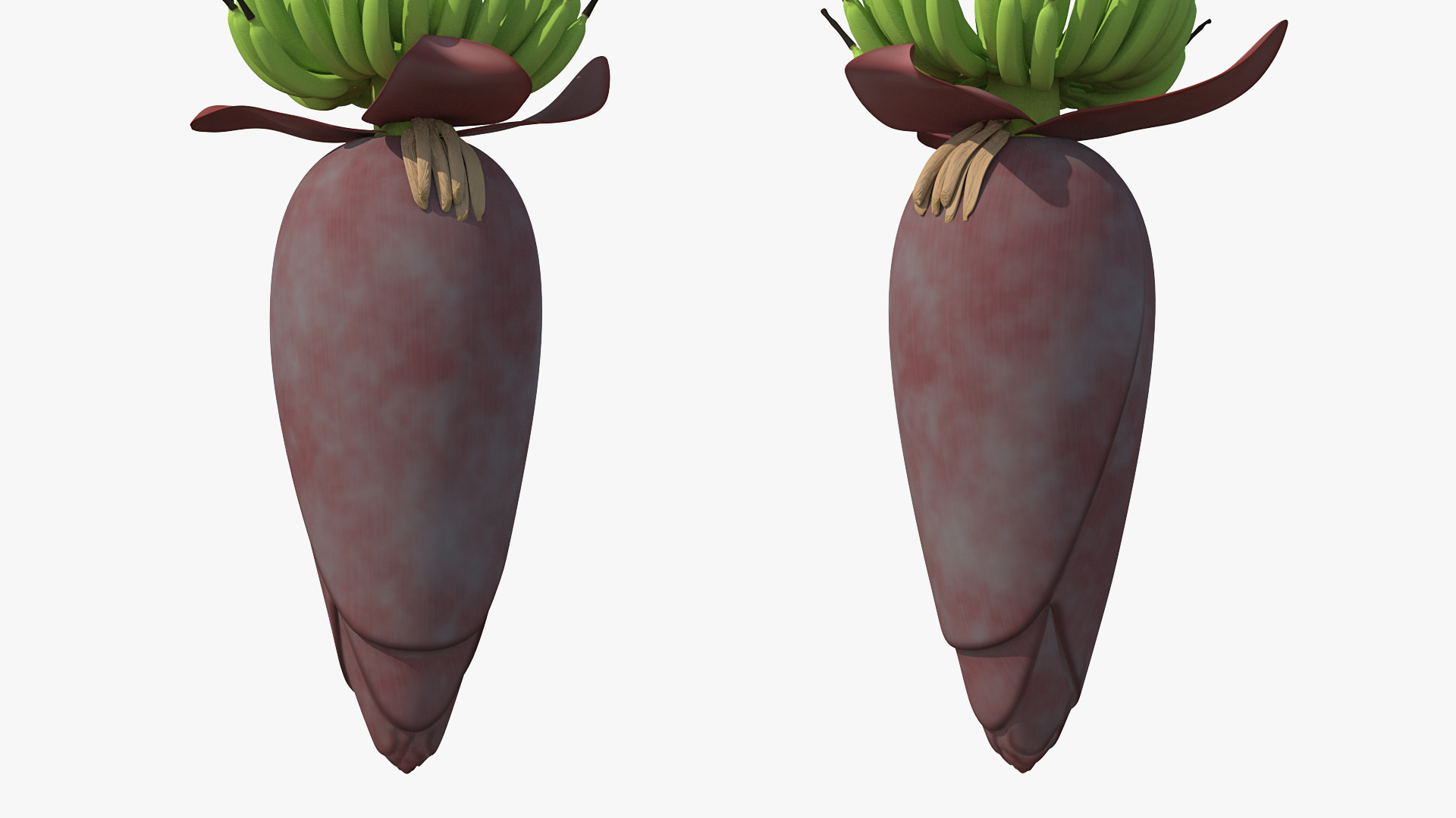 3D Blooming Banana Cluster model