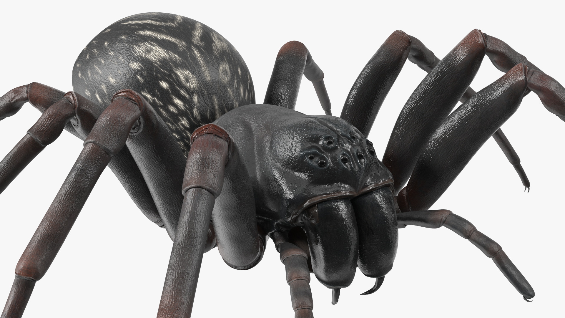 Australian Black House Spider 3D model