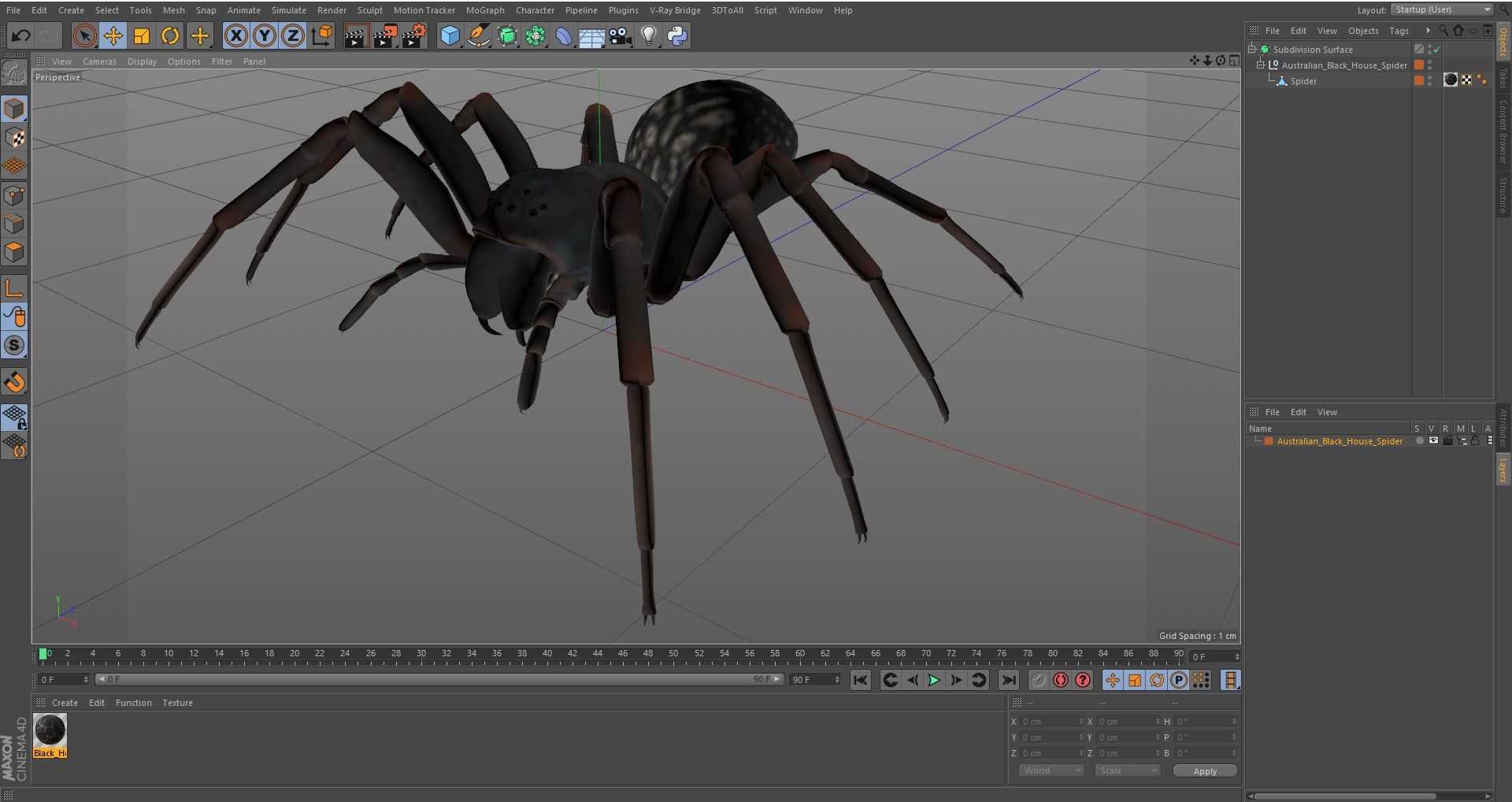 Australian Black House Spider 3D model
