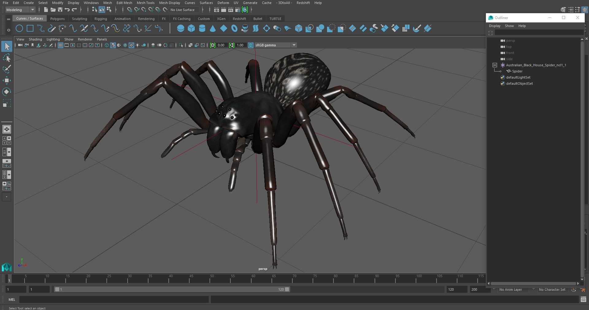 Australian Black House Spider 3D model
