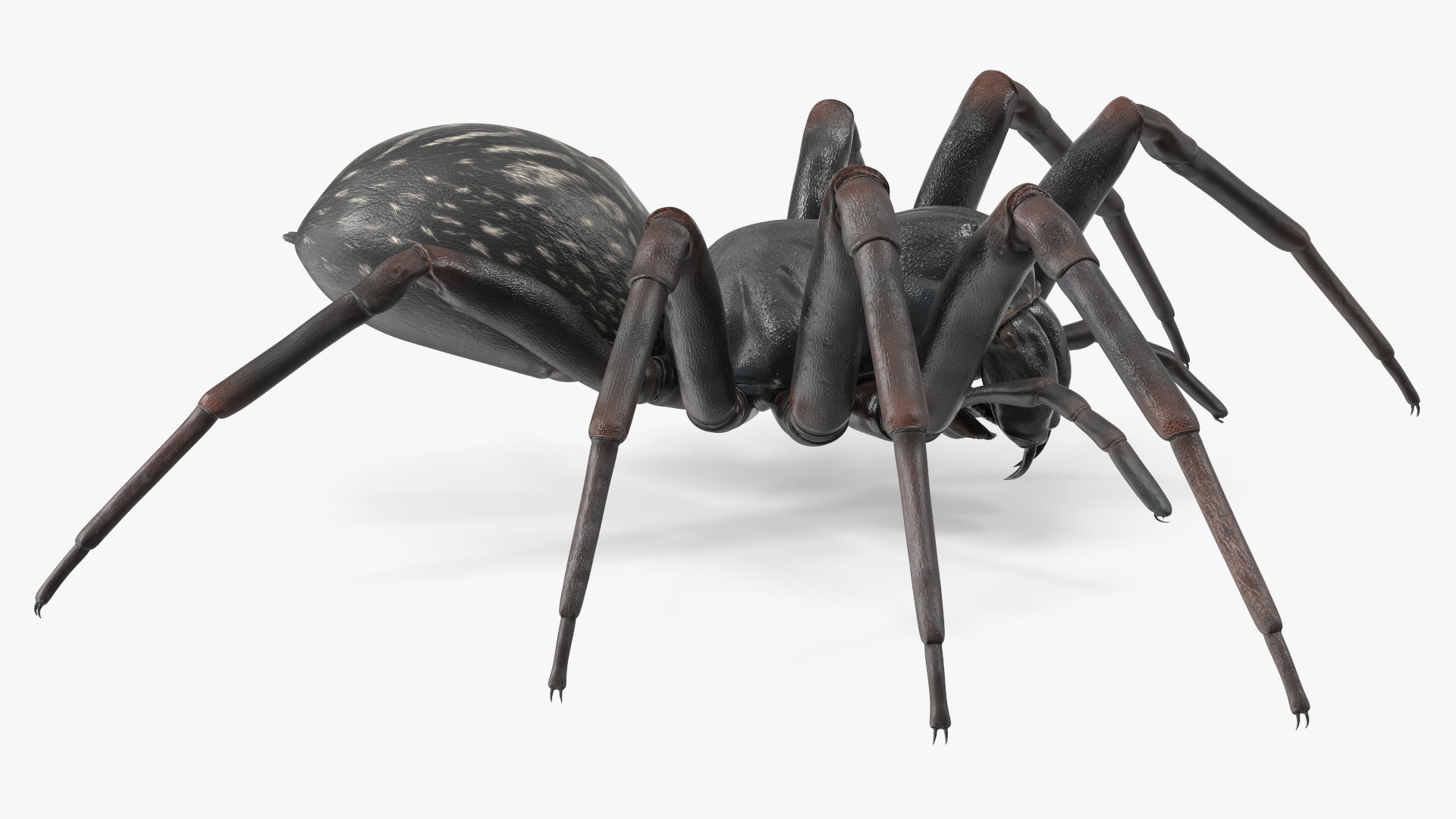 Australian Black House Spider 3D model