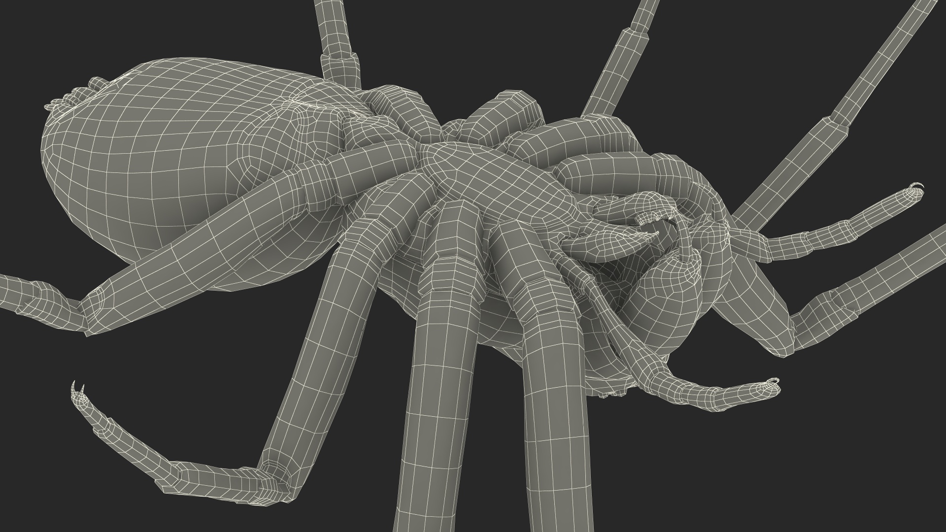 Australian Black House Spider 3D model