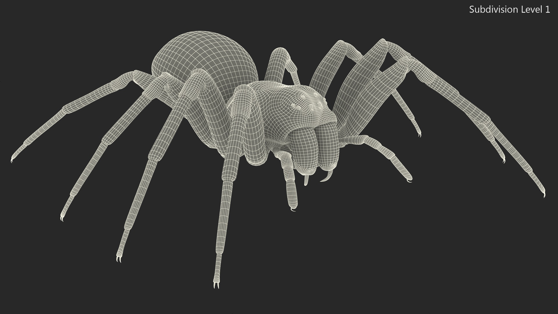 Australian Black House Spider 3D model