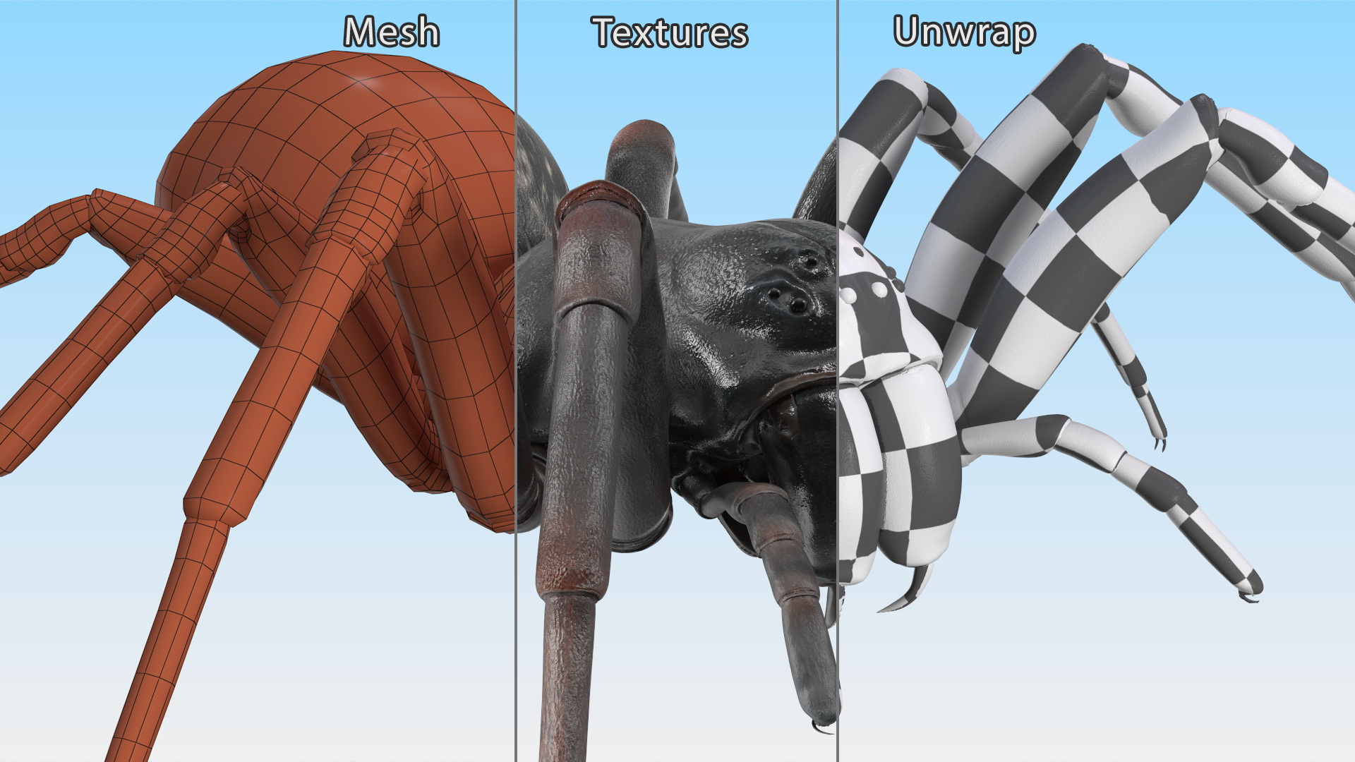Australian Black House Spider 3D model