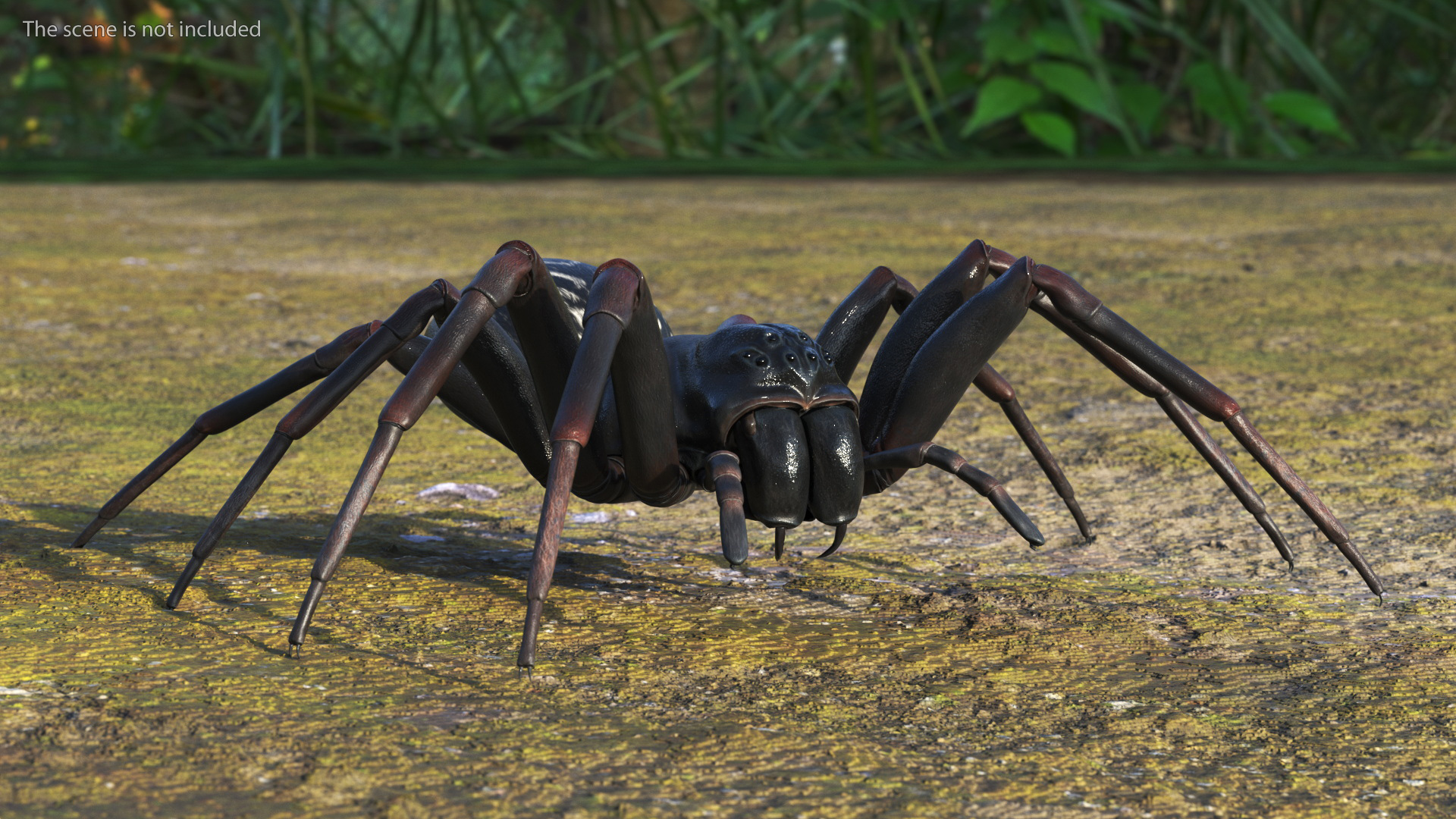 Australian Black House Spider 3D model