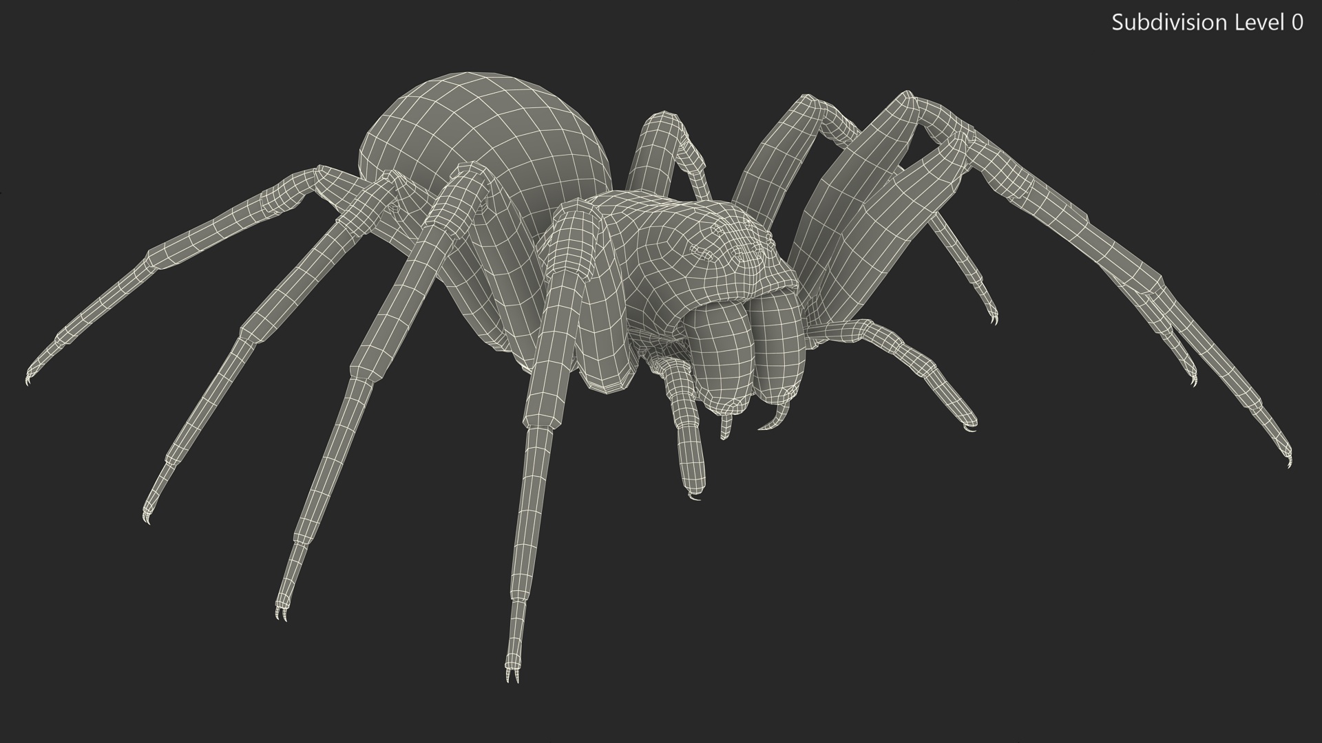 Australian Black House Spider 3D model