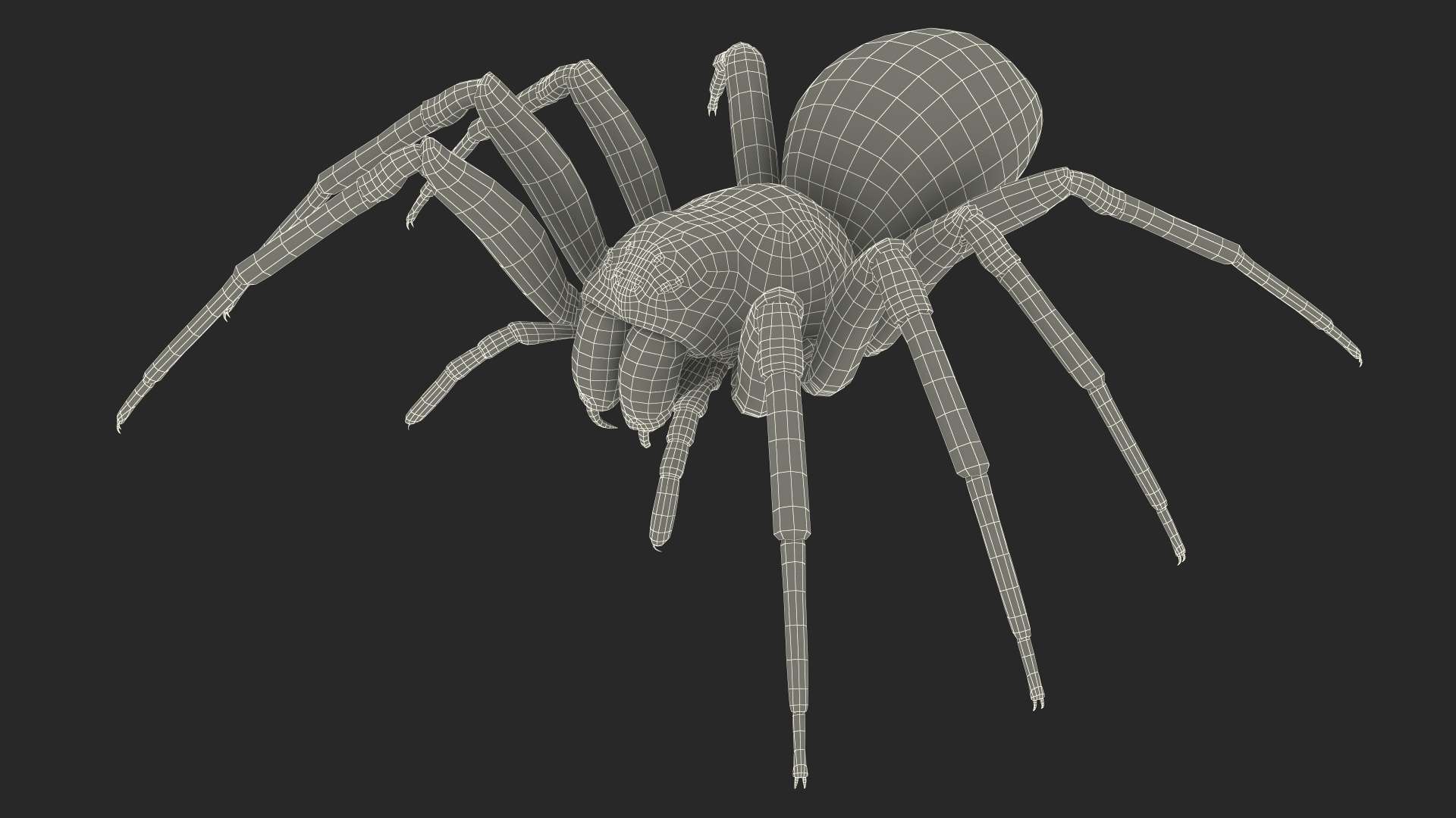 Australian Black House Spider 3D model