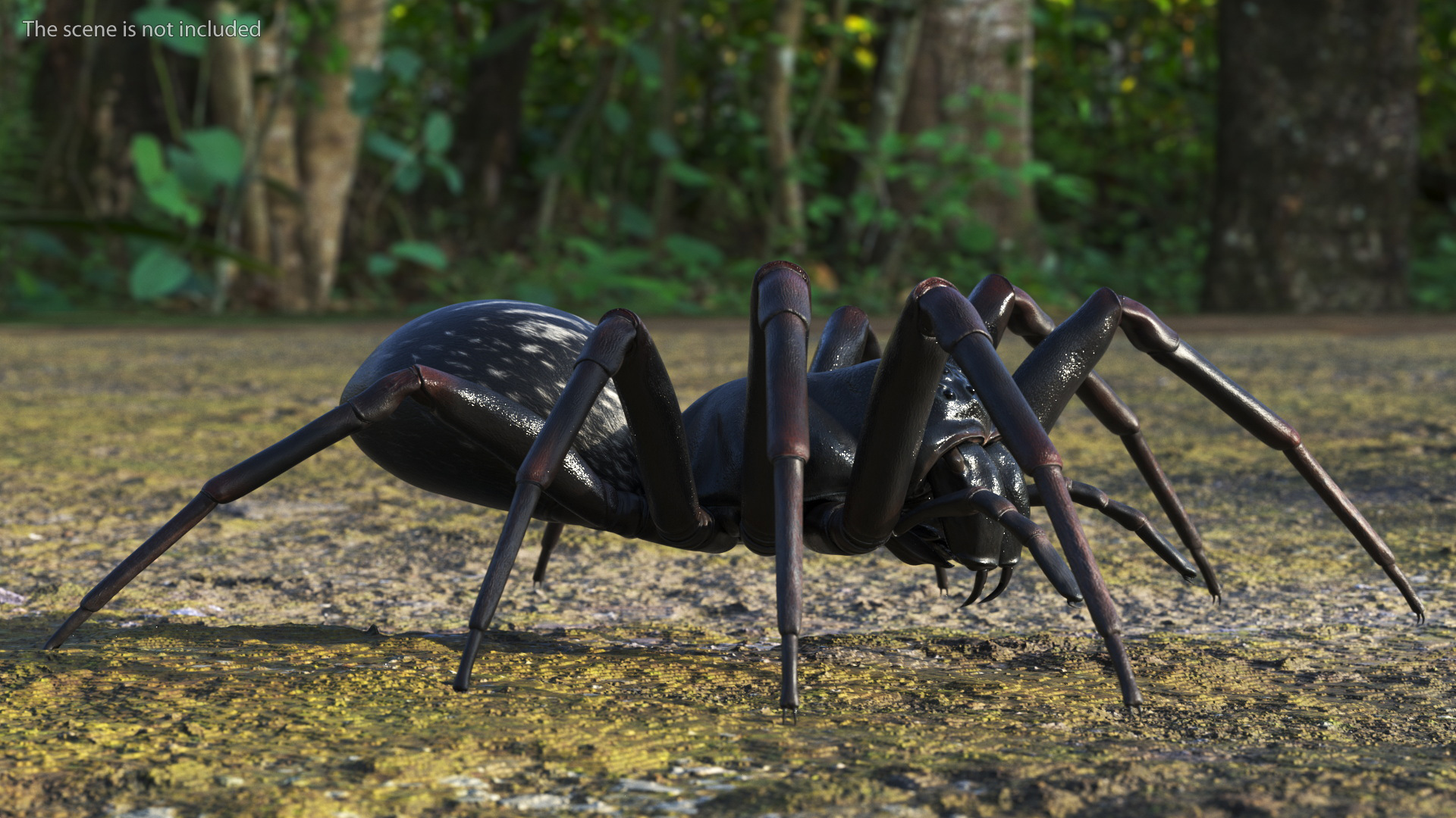 Australian Black House Spider 3D model