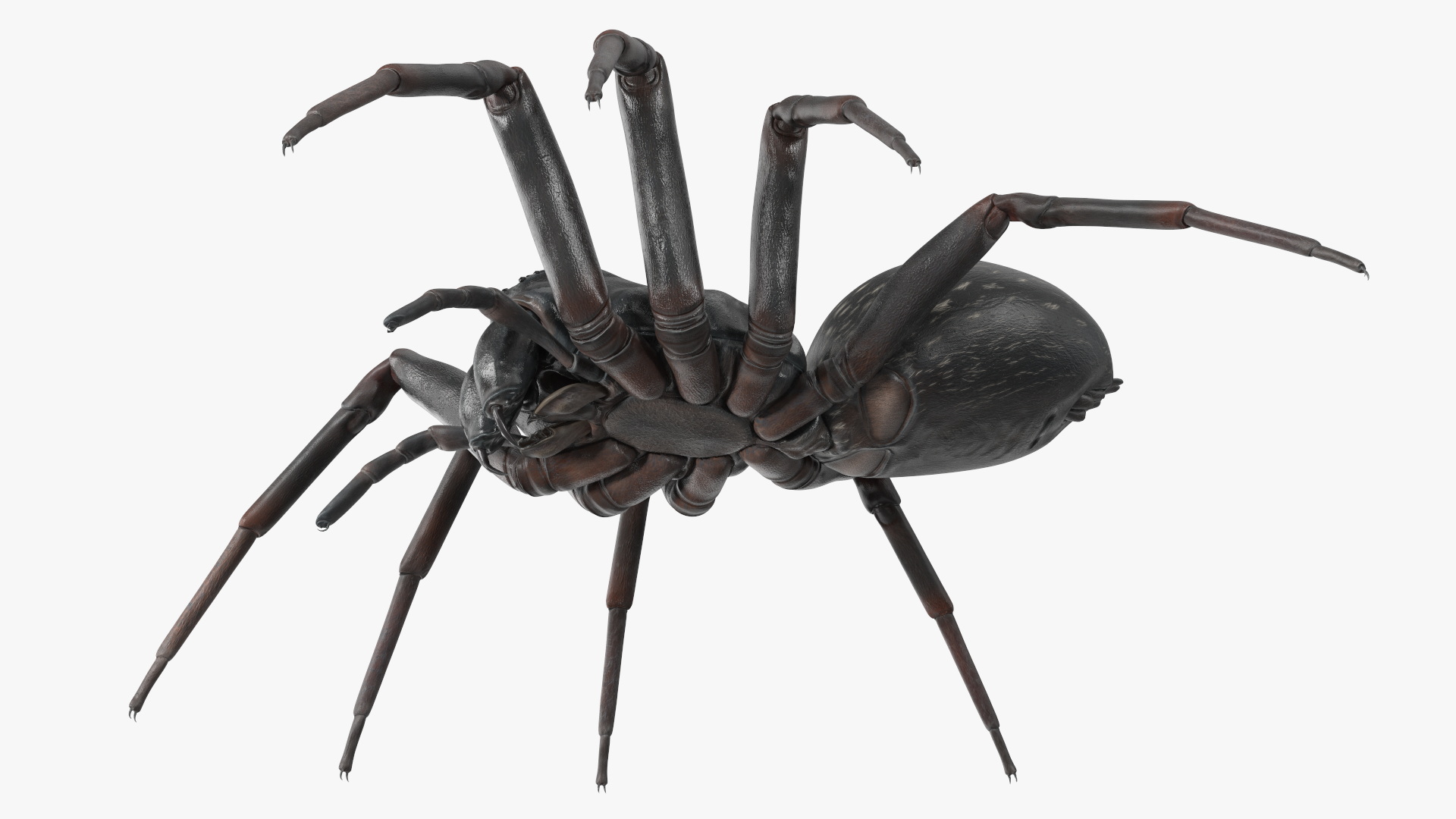 Australian Black House Spider 3D model