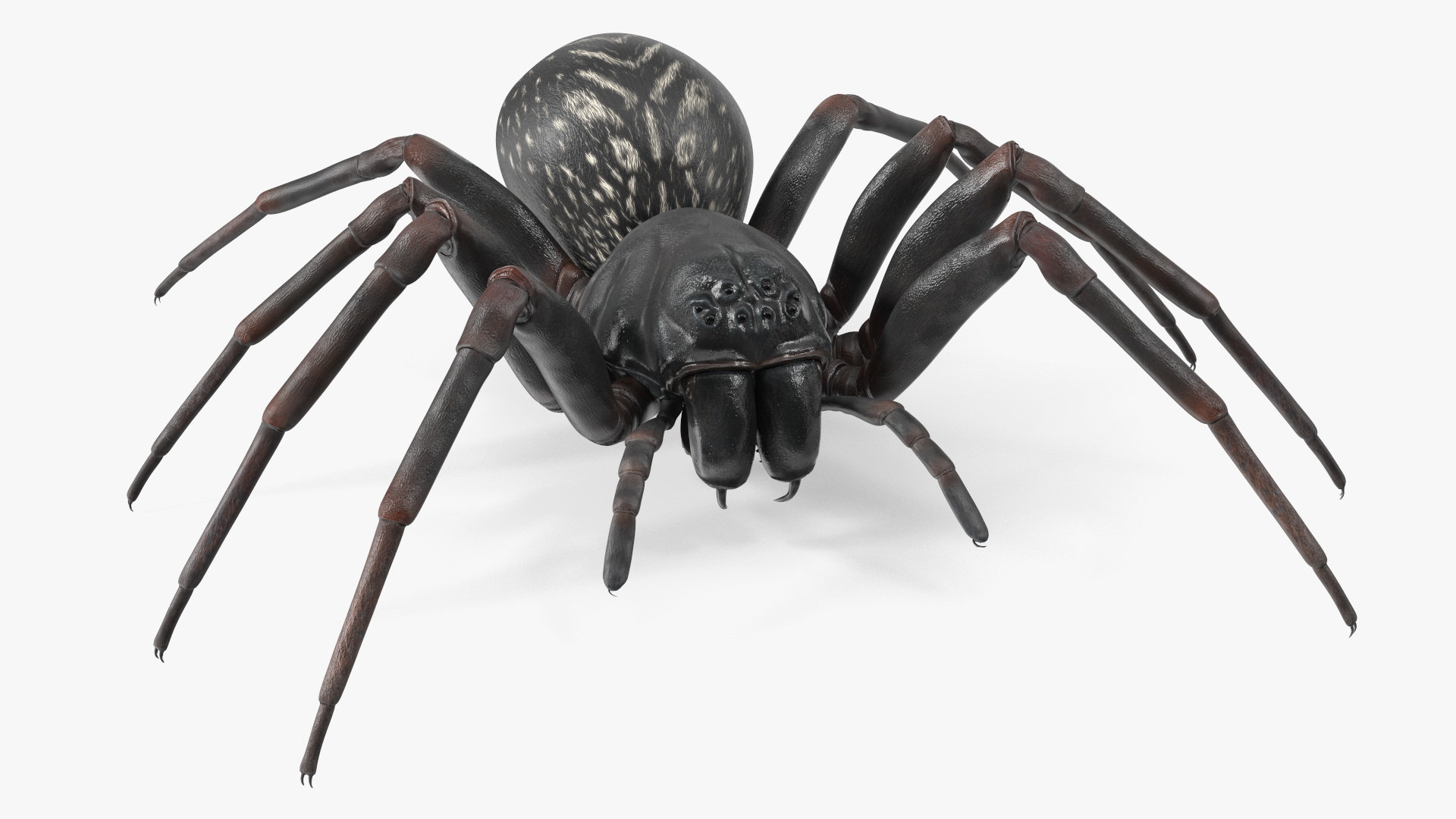 Australian Black House Spider 3D model