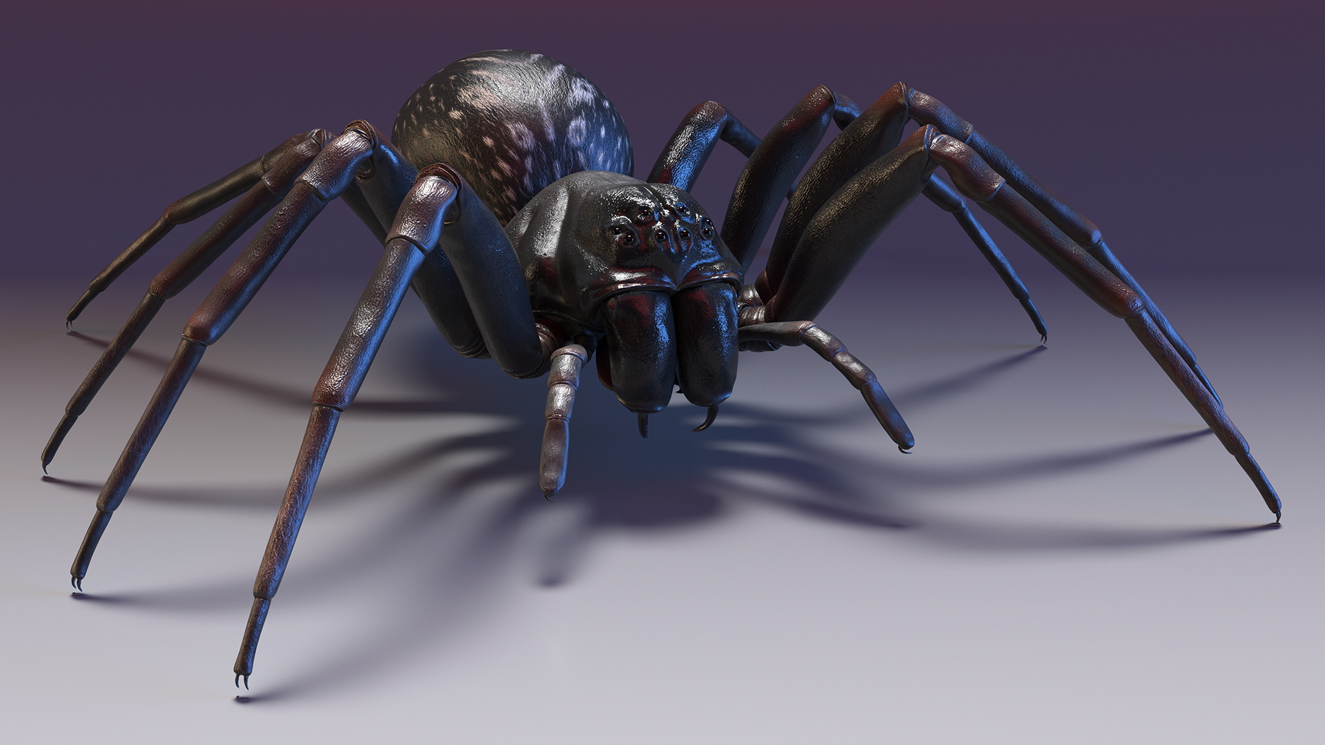 Australian Black House Spider 3D model
