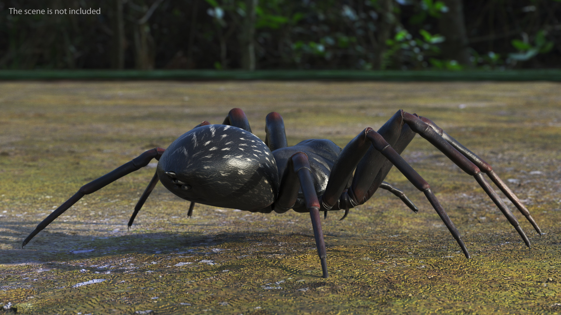 Australian Black House Spider 3D model