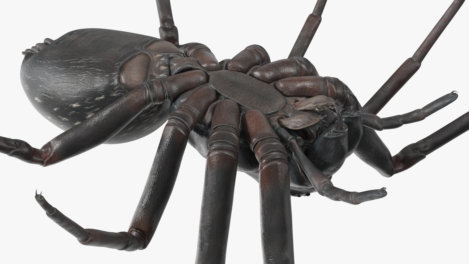 Australian Black House Spider 3D model