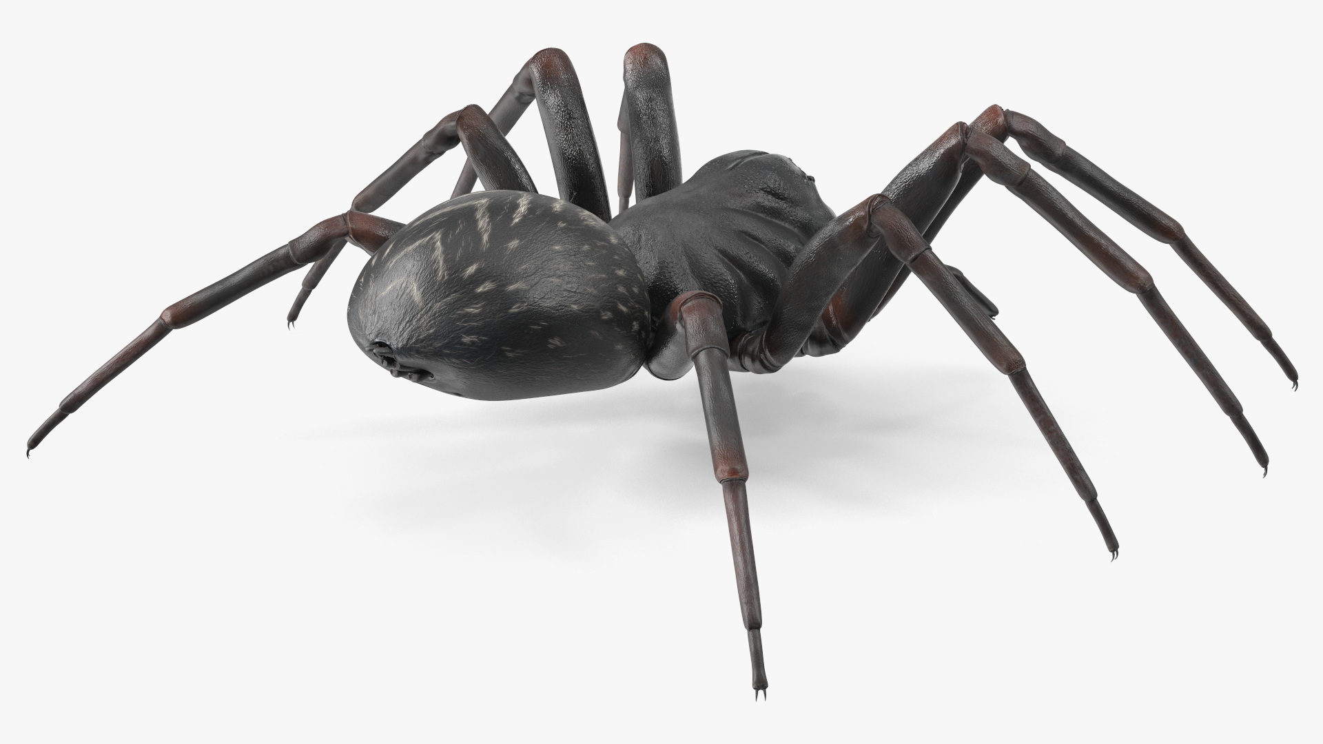 Australian Black House Spider 3D model