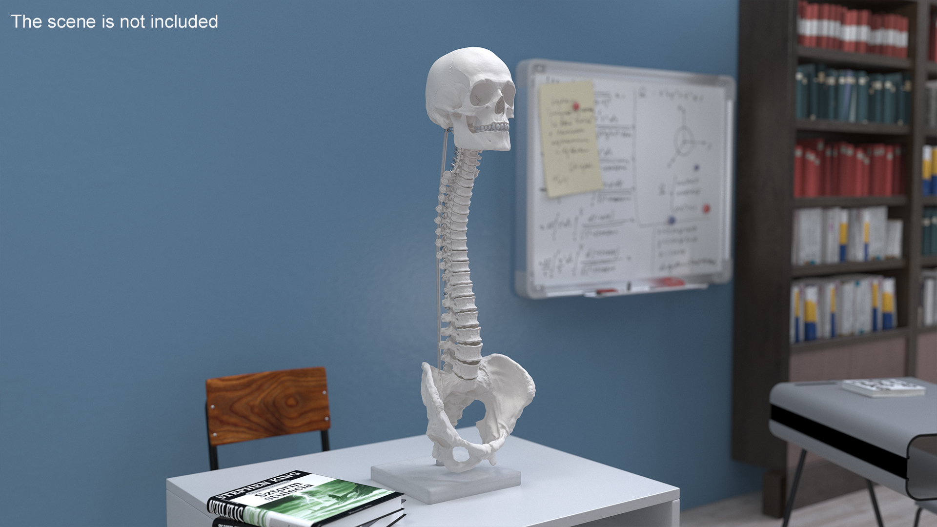3D Bone Skull and Cervical Spine Fixation model
