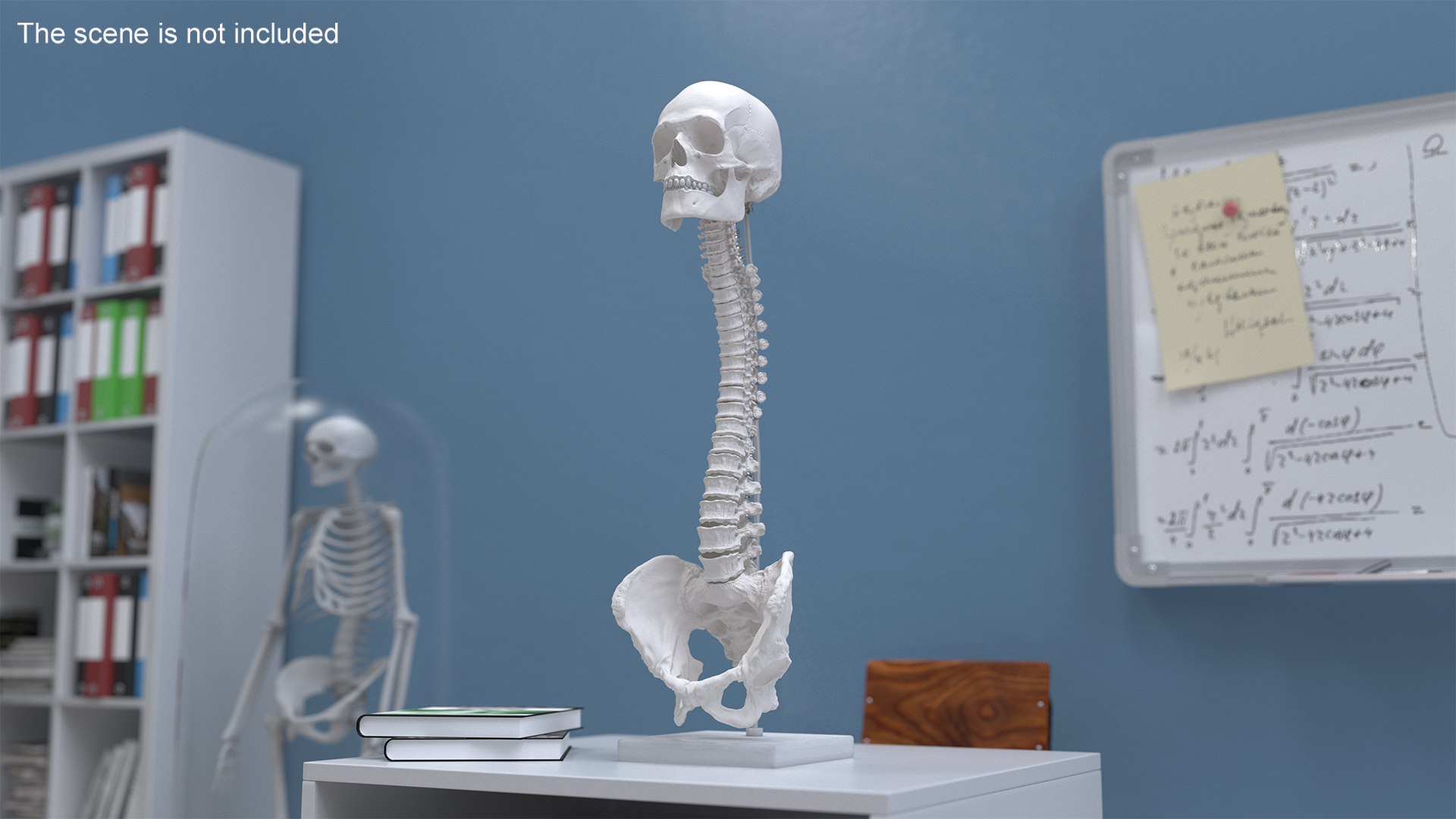 3D Bone Skull and Cervical Spine Fixation model