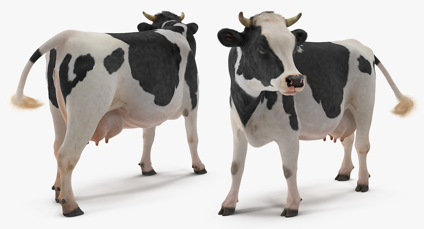 3D Holstein Cow with Fur
