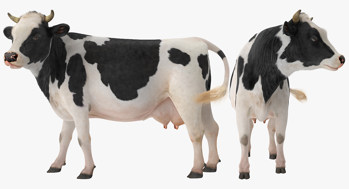 3D Holstein Cow with Fur
